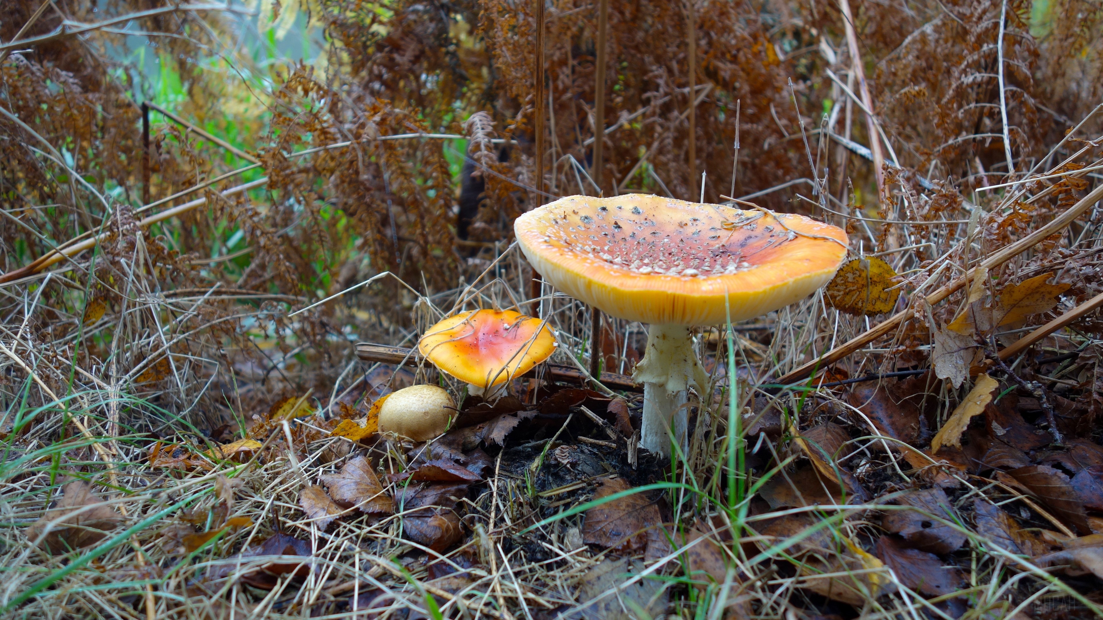 Amanita muscaria mushrooms in autumn grass 4K HD Wallpaper