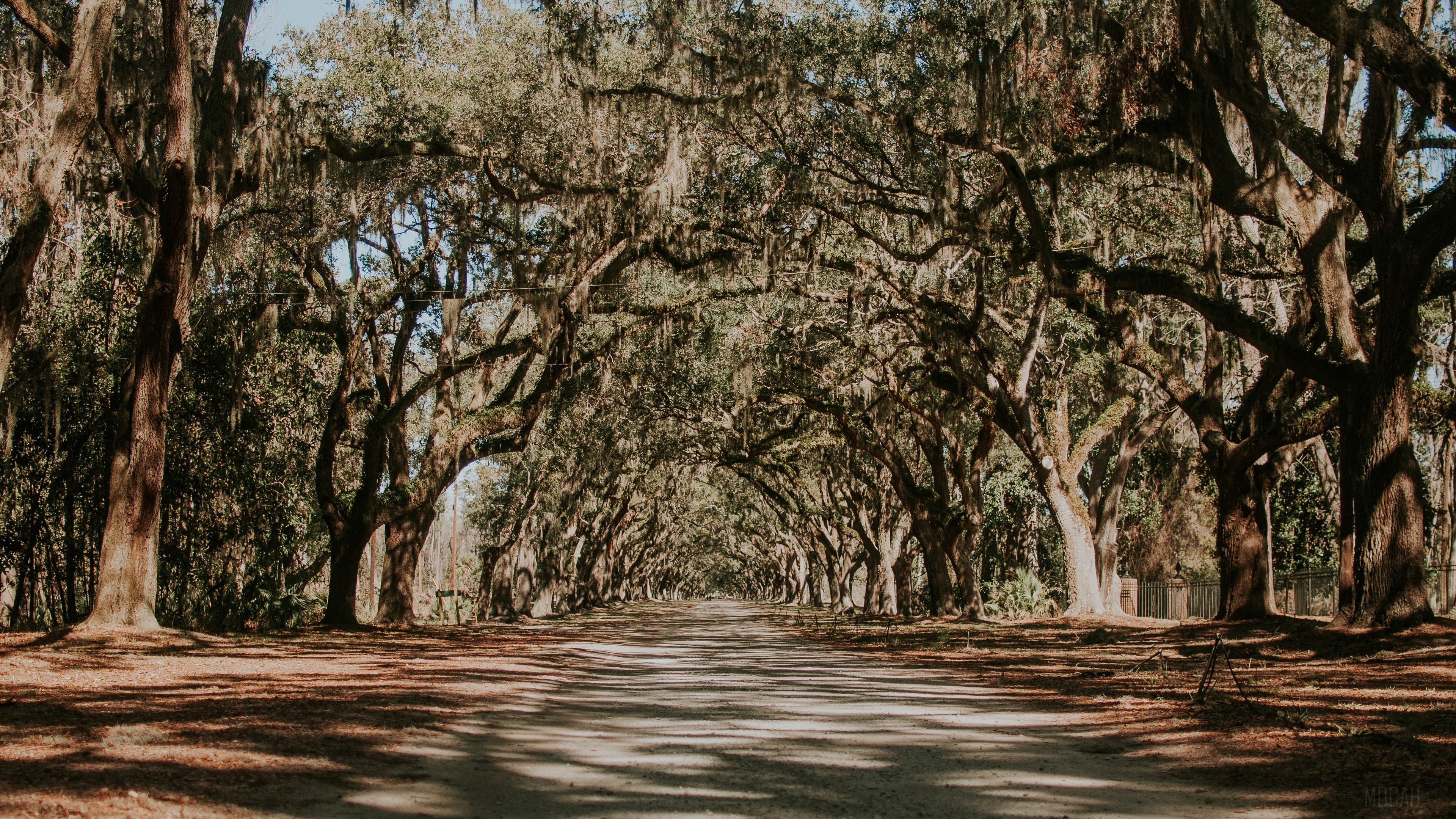 Tree tunnel with Spanish moss and dirt road HD Wallpaper