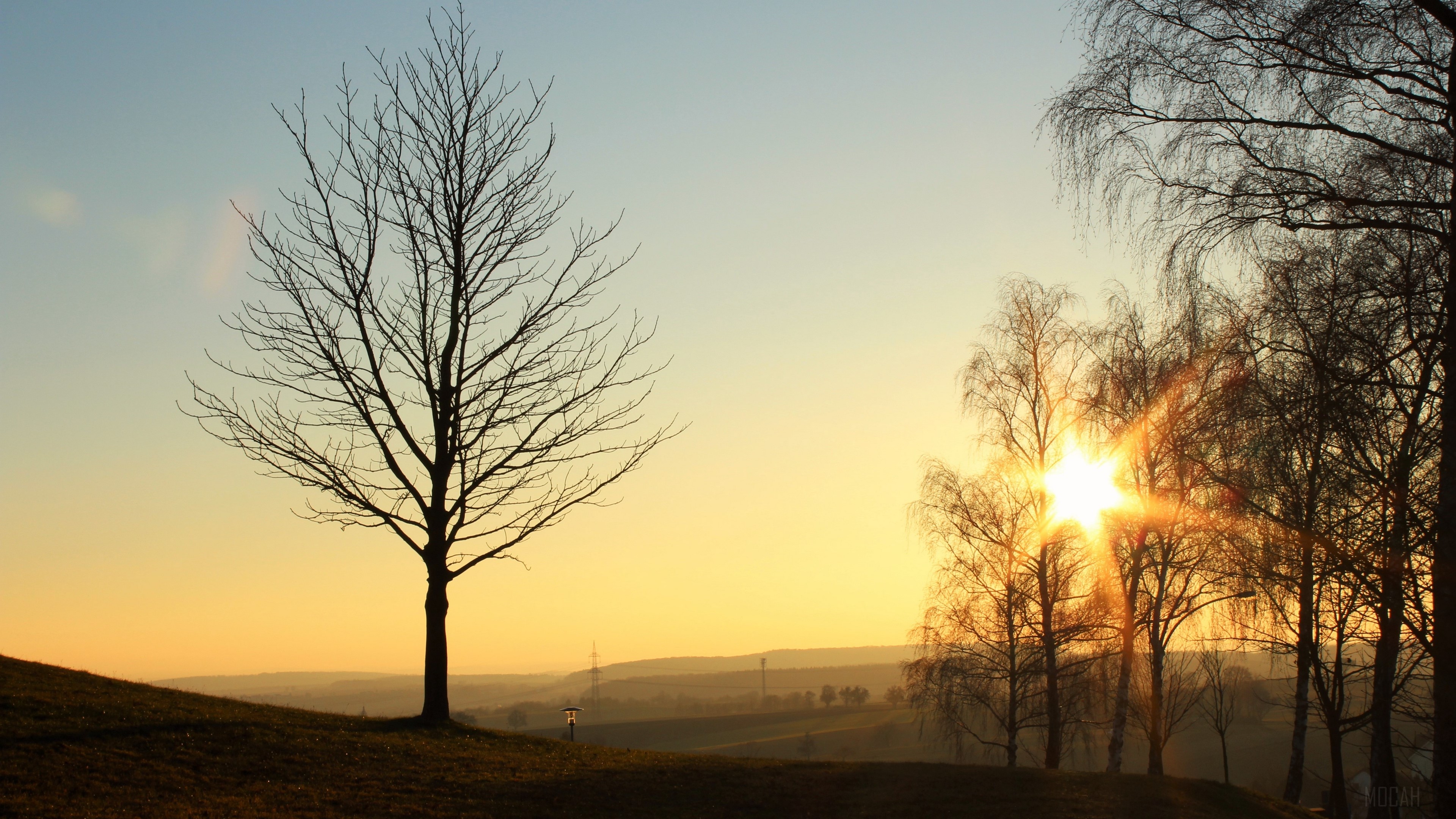 Bare trees at sunset with sunburst HD Wallpaper
