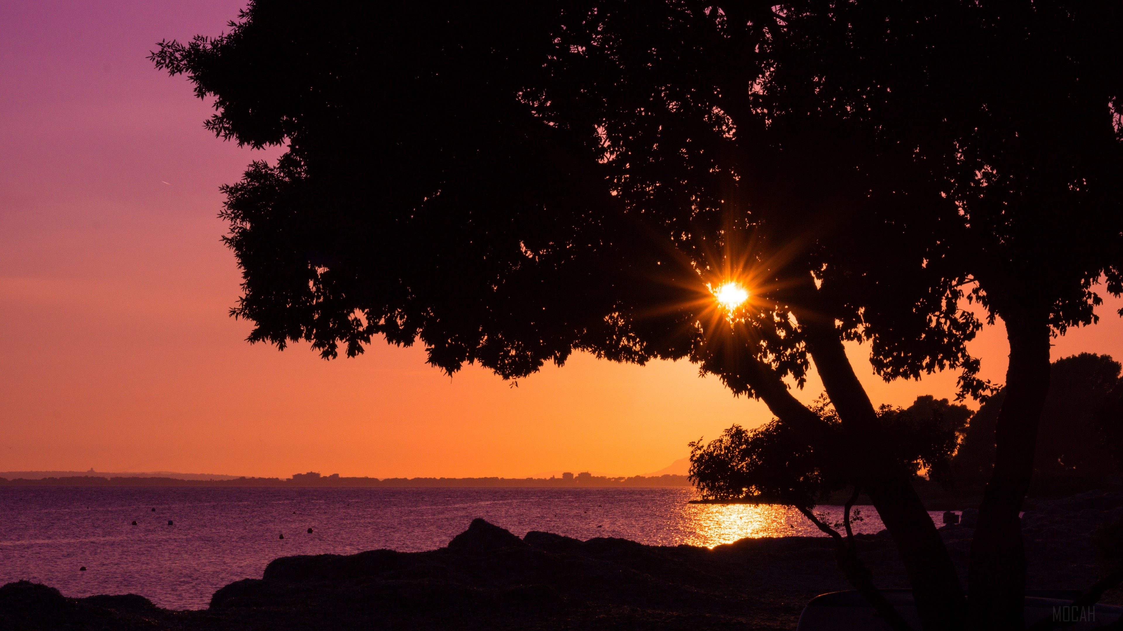 Sunset over the ocean behind a tree HD Wallpaper
