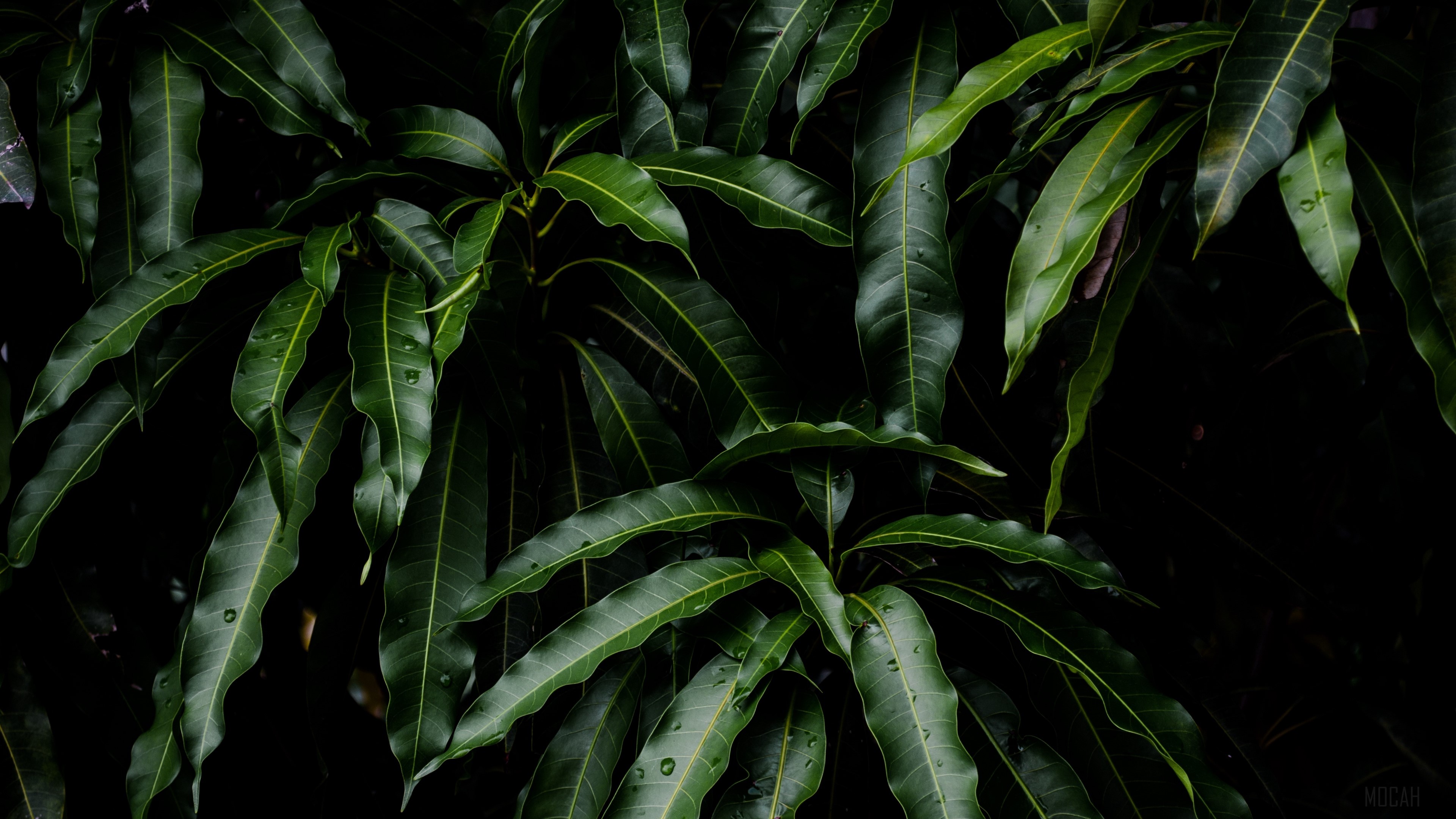 Close-up of Green Mango Leaves 4K HD Wallpaper