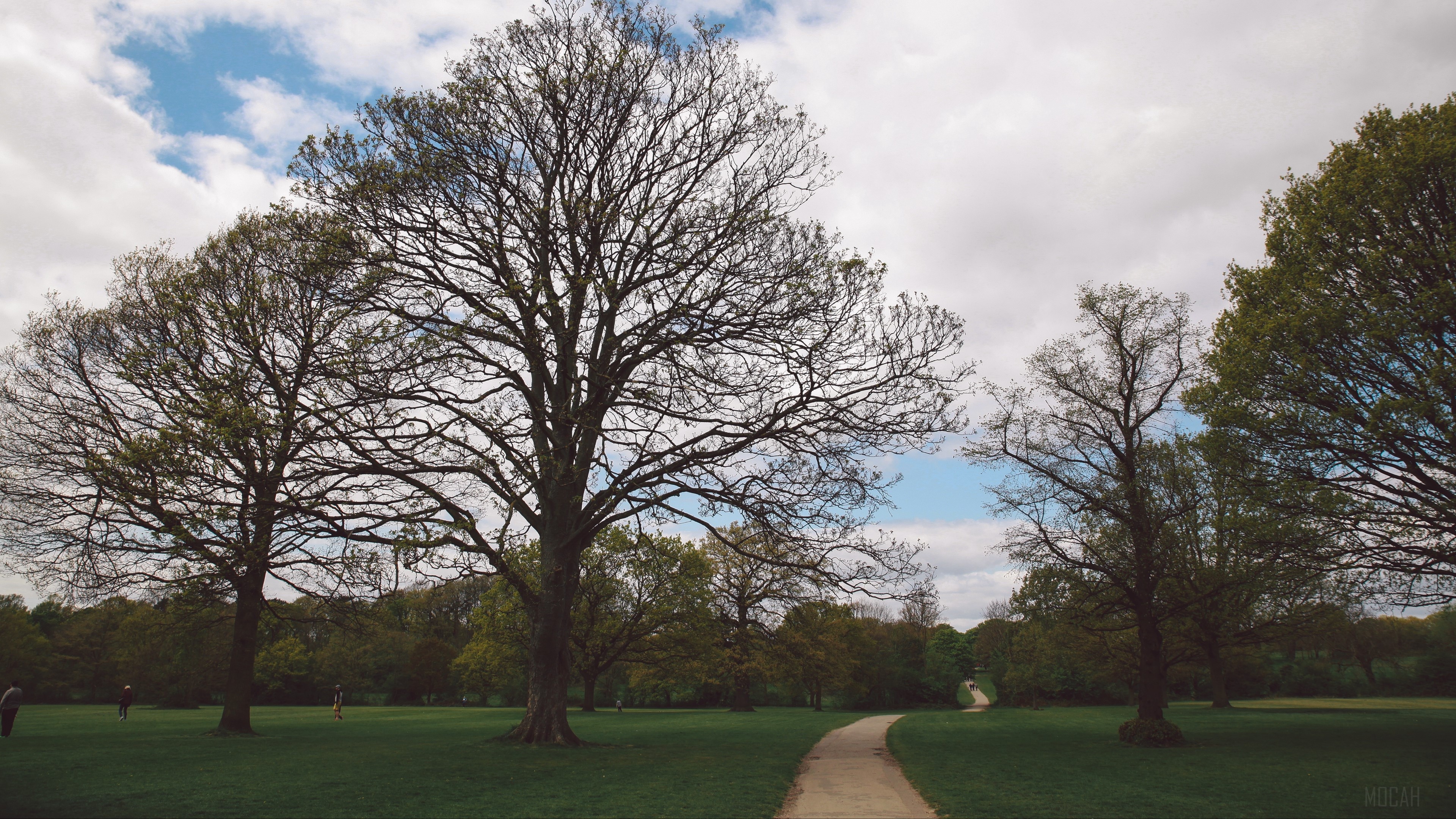 Park path with trees and sky HD Wallpaper
