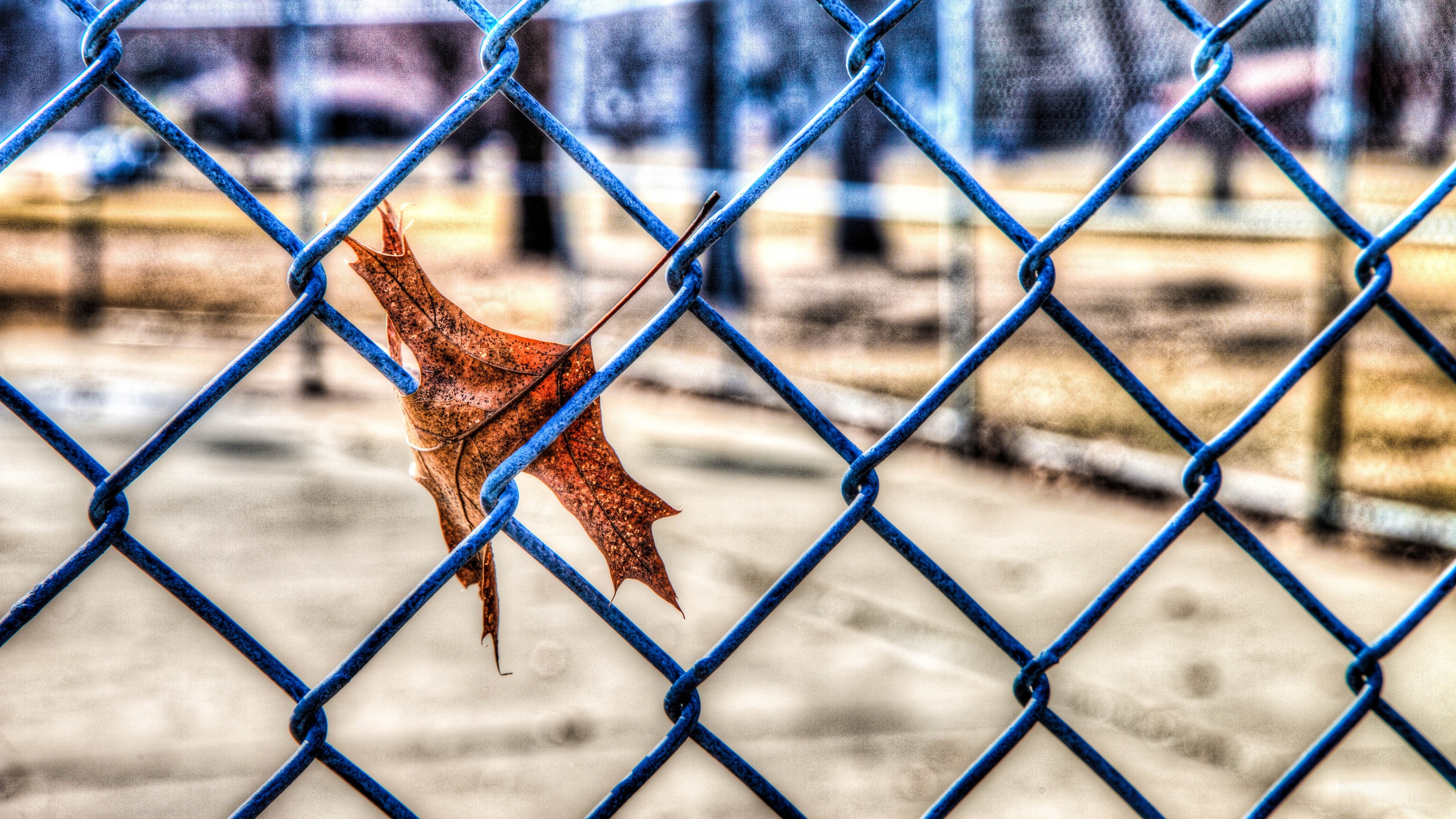 Autumn leaf caught on a blue chain-link fence HD Wallpaper