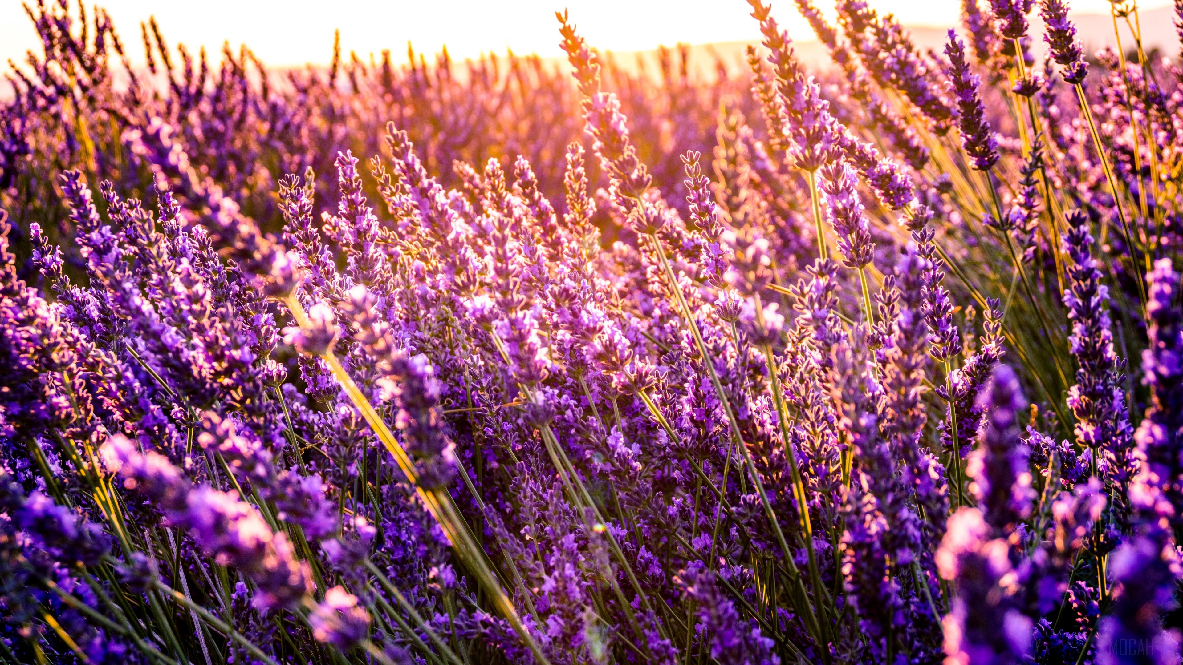 Lavender field in sunny 4K HD Wallpaper