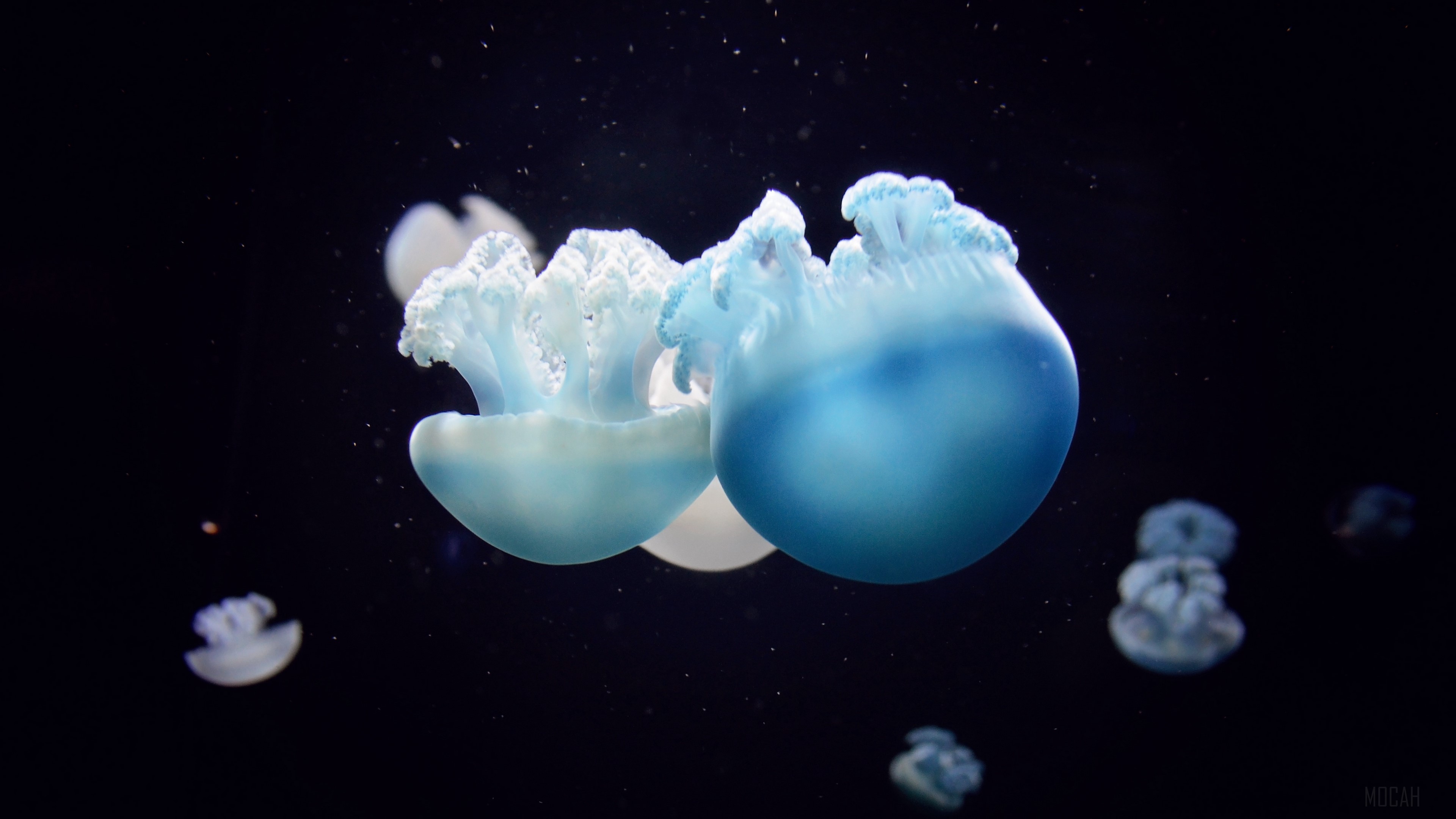 Close-up of blue and white jellyfish swimming underwater HD Wallpaper