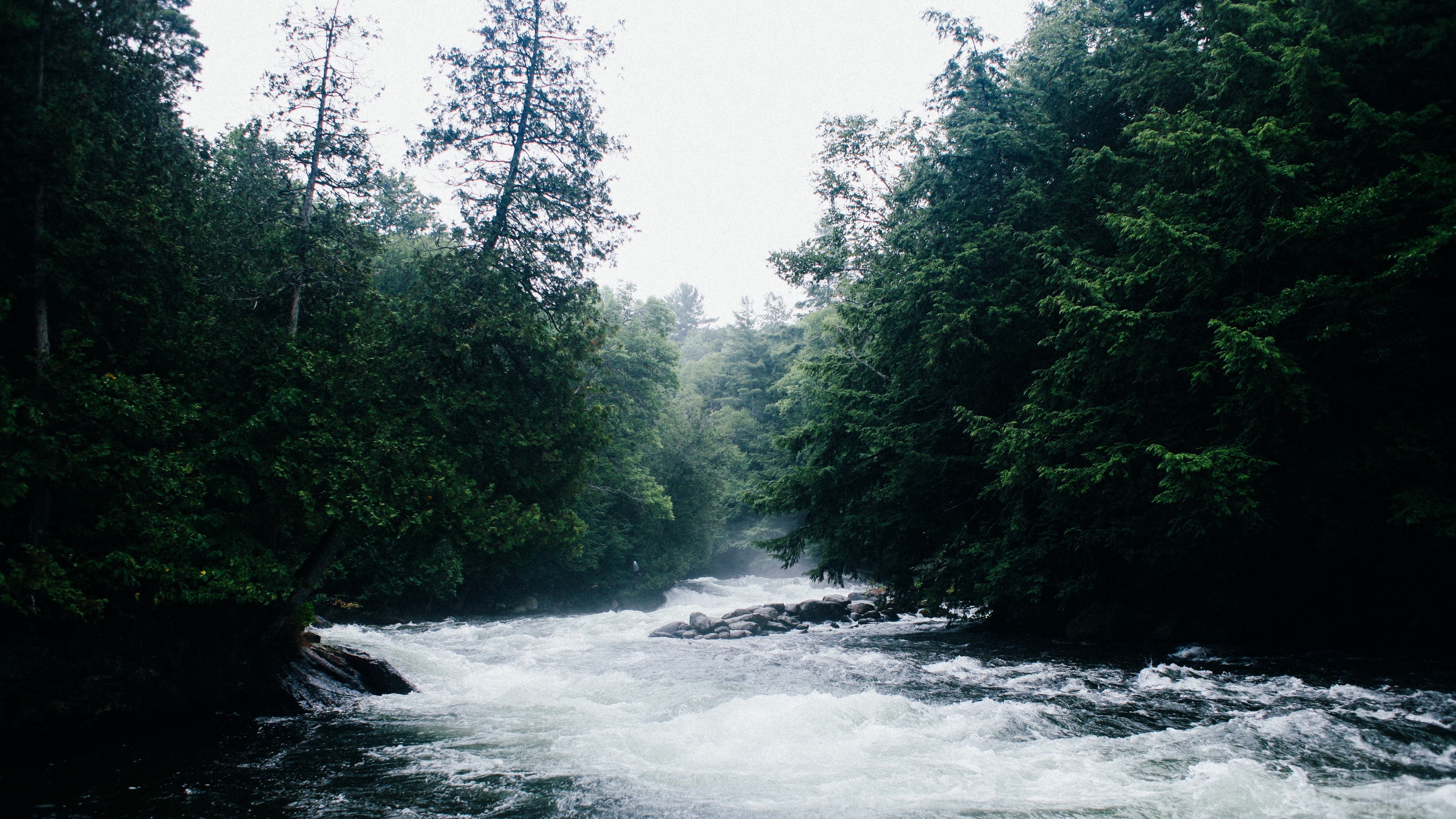 River flowing through a dense forest HD Wallpaper