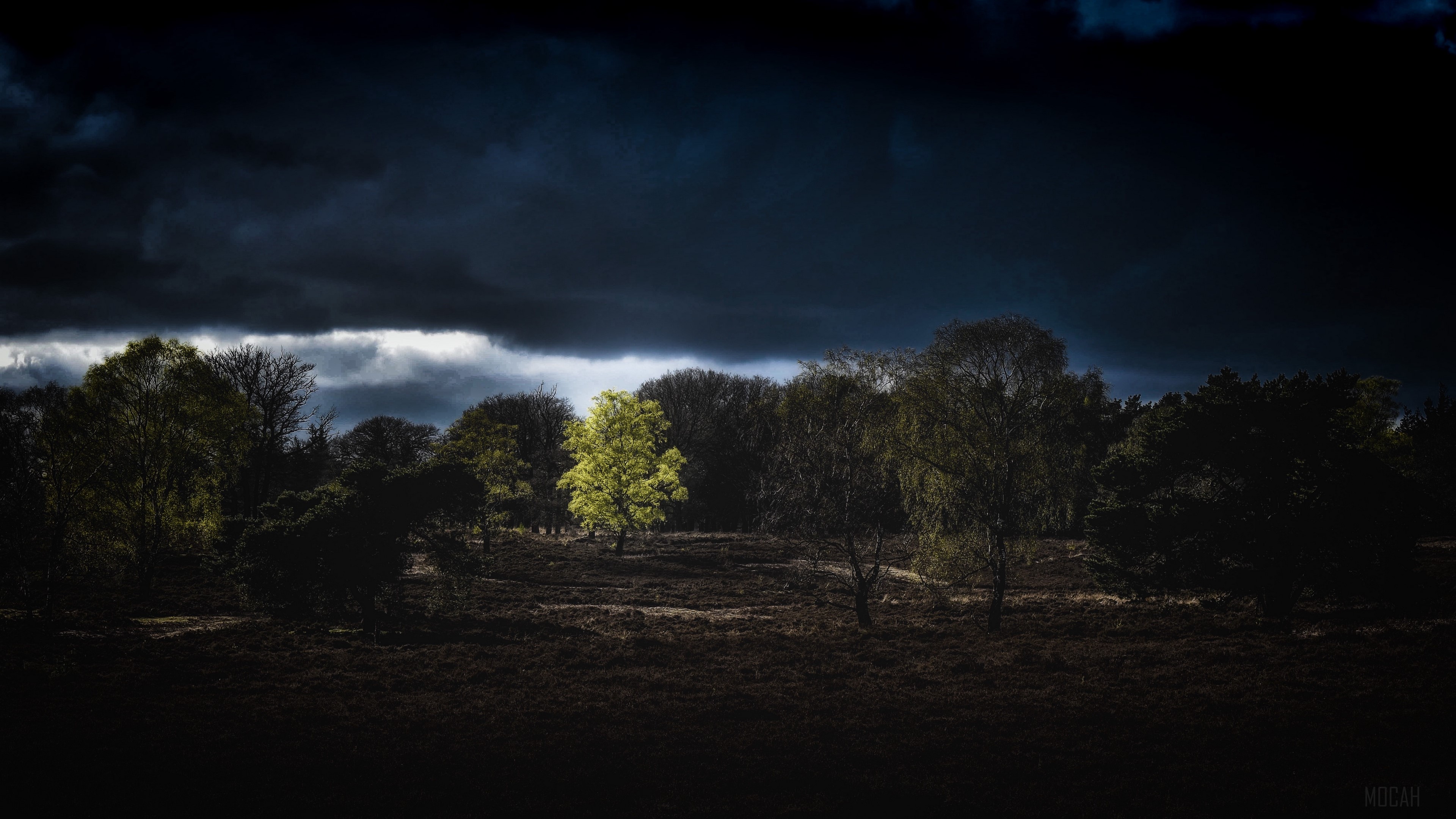 Trees under dark clouds HD Wallpaper
