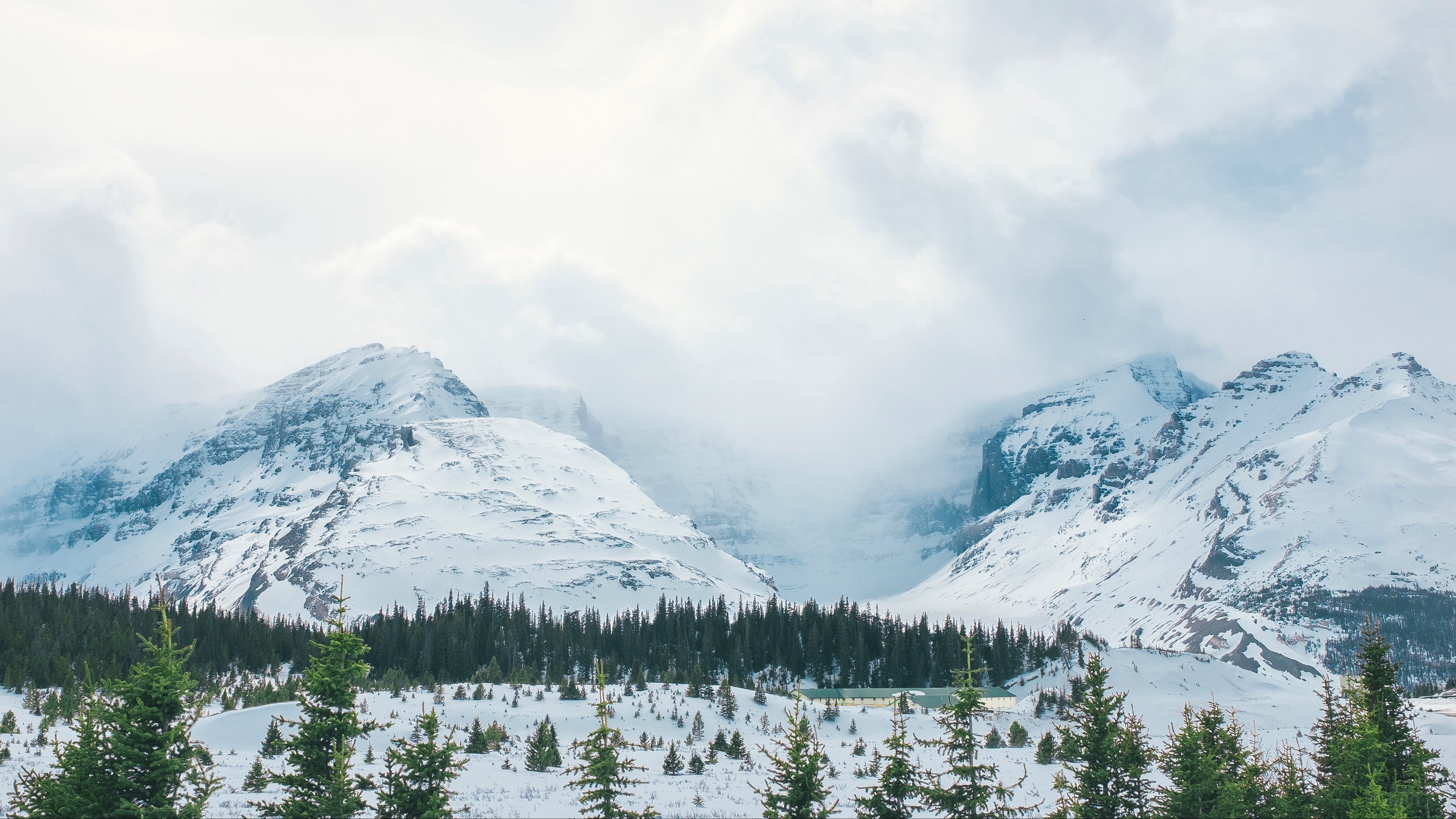 Snow-covered mountains with pine trees and fog 4K HD Wallpaper