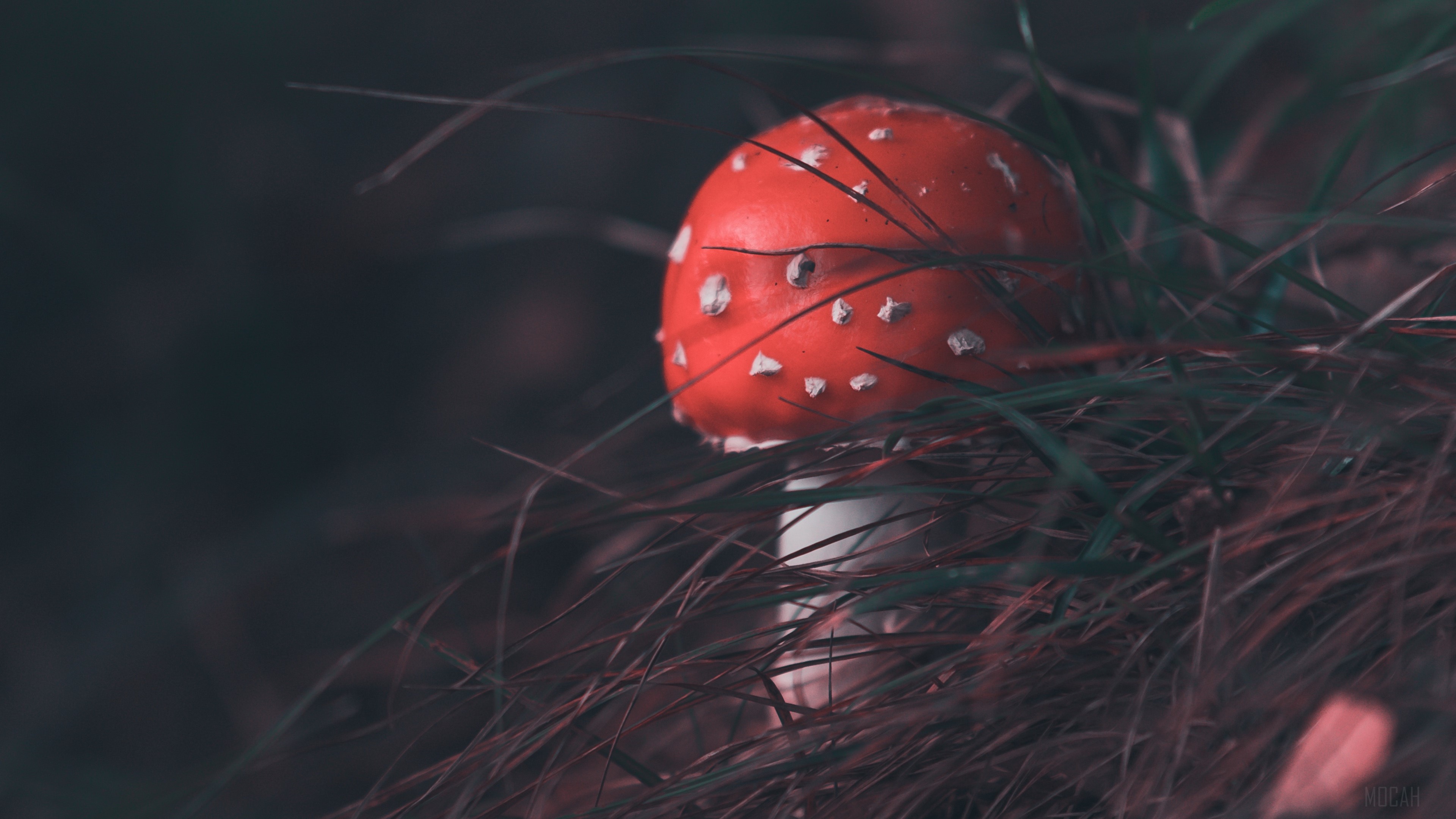 Fly agaric mushroom in grass, 4K HD Wallpaper