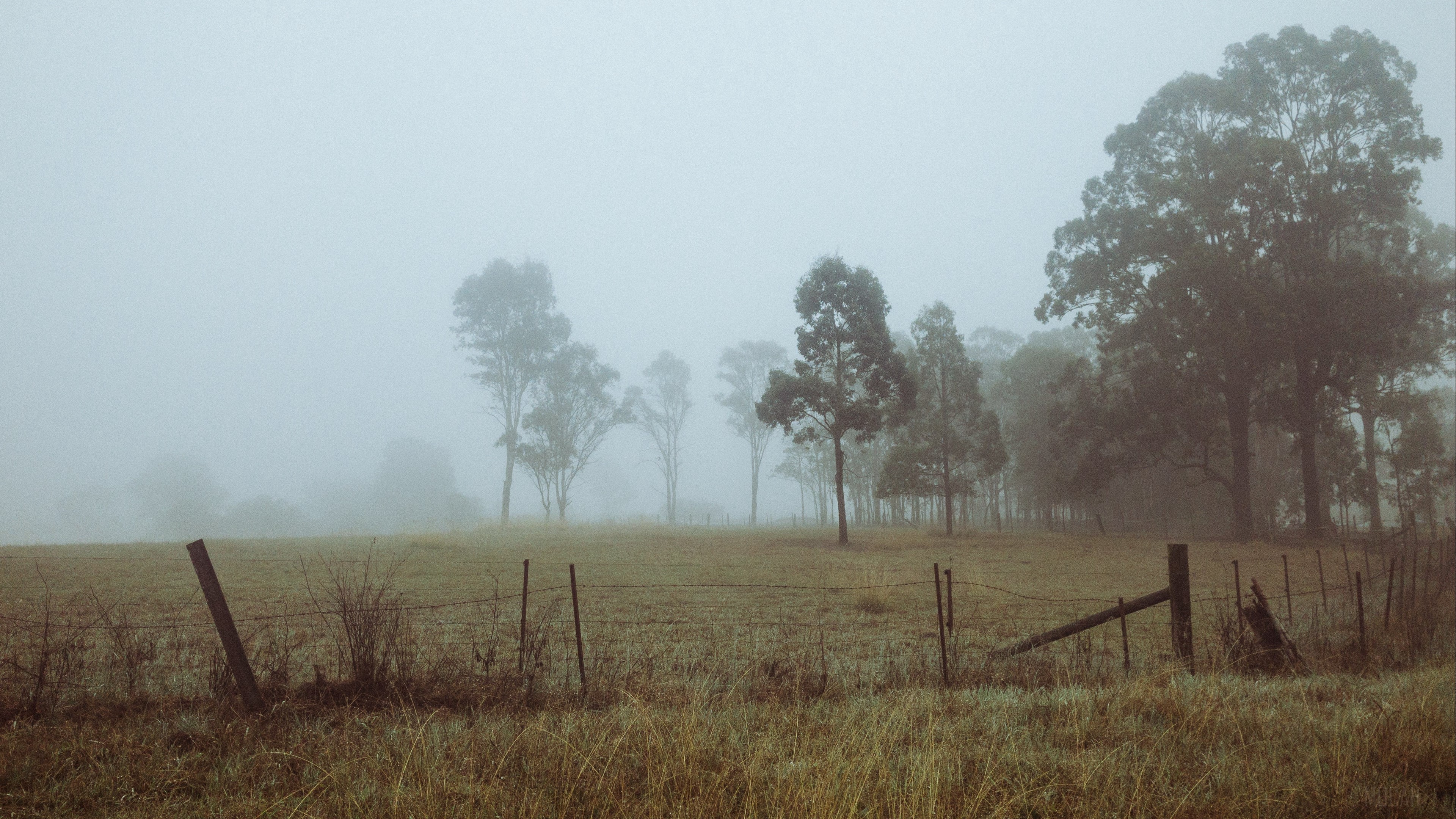 Trees in fog on a field at dawn 4K HD Wallpaper