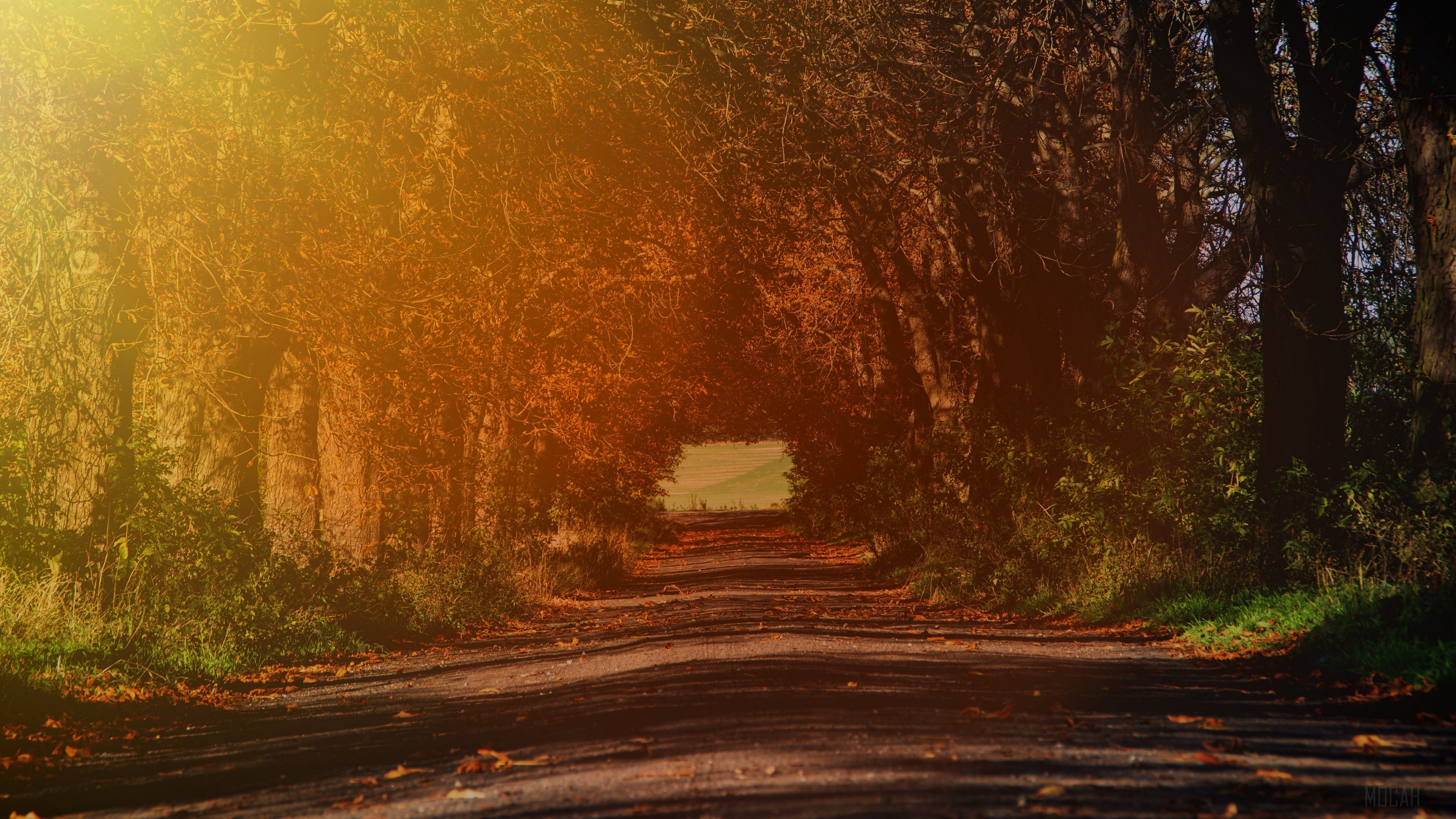 Autumn road tunnel with sunlight HD Wallpaper
