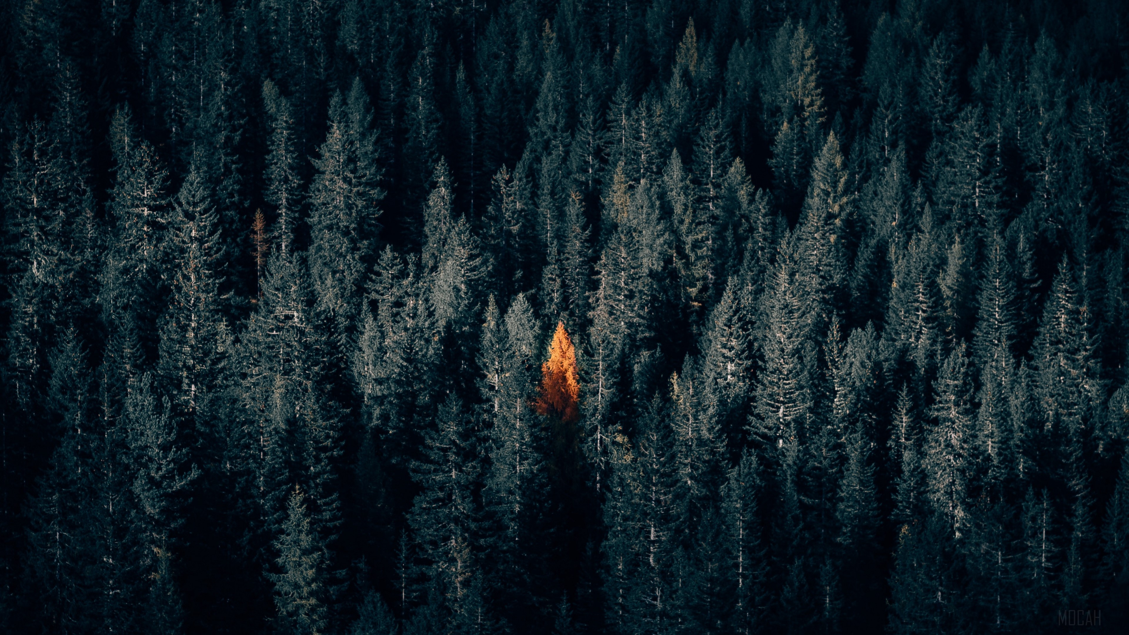 Aerial view of a dark forest with a single bright orange tree HD Wallpaper