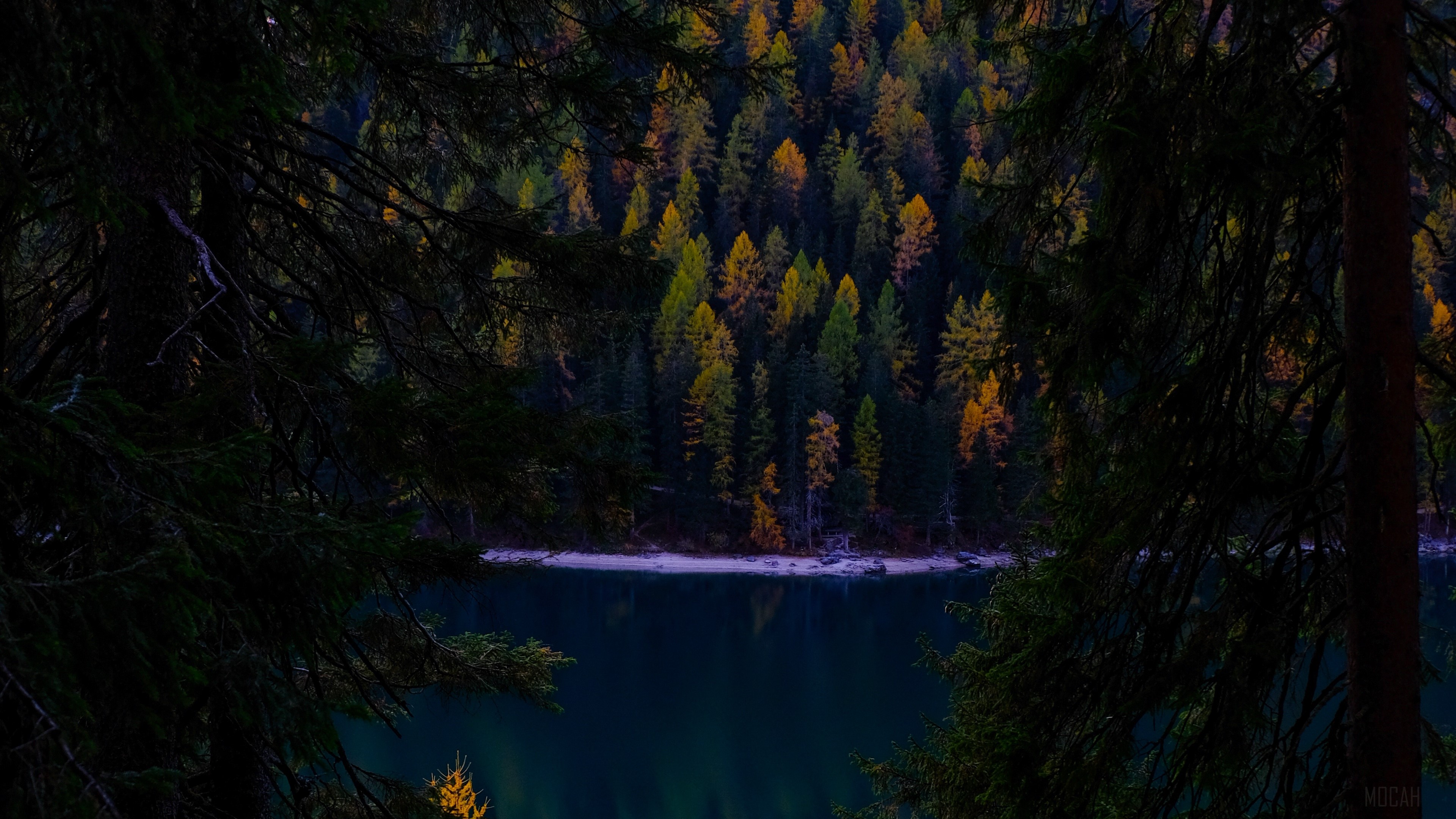 Autumn forest and lake framed by dark branches HD Wallpaper