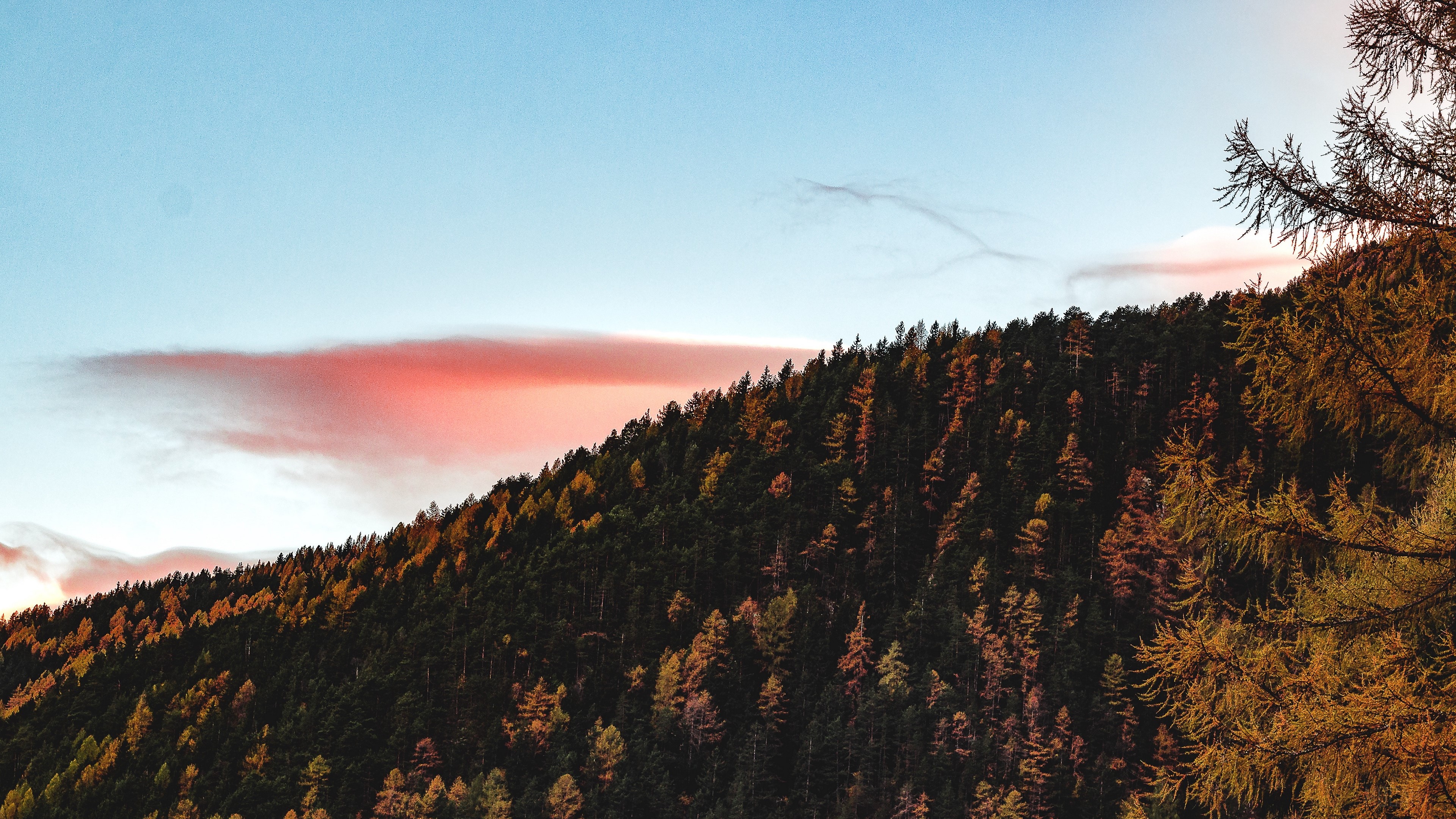 Autumn forest on a hill under a colorful sky HD Wallpaper