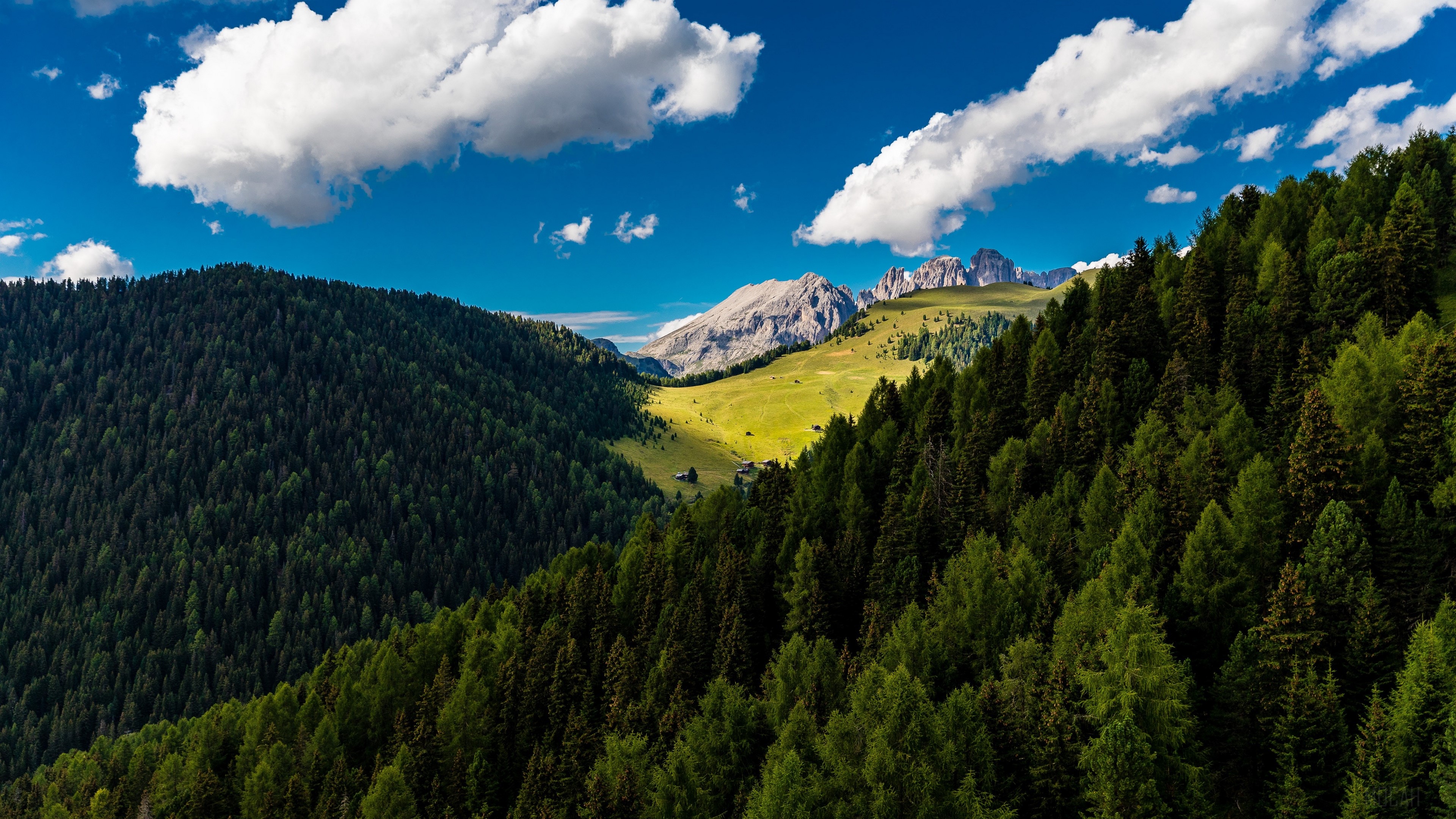 Mountain valley with pine forest and clouds in summer 4K HD Wallpaper
