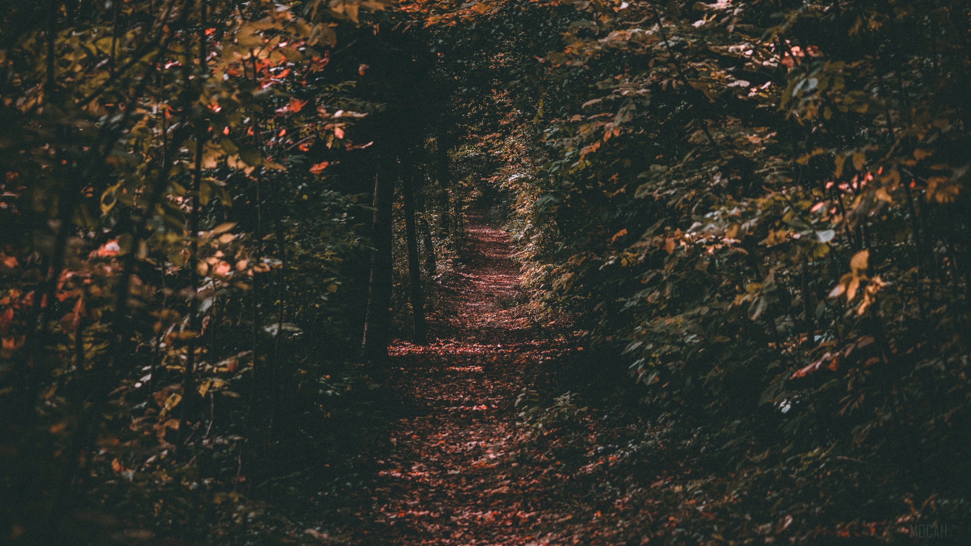 Path through autumn forest with foliage HD Wallpaper