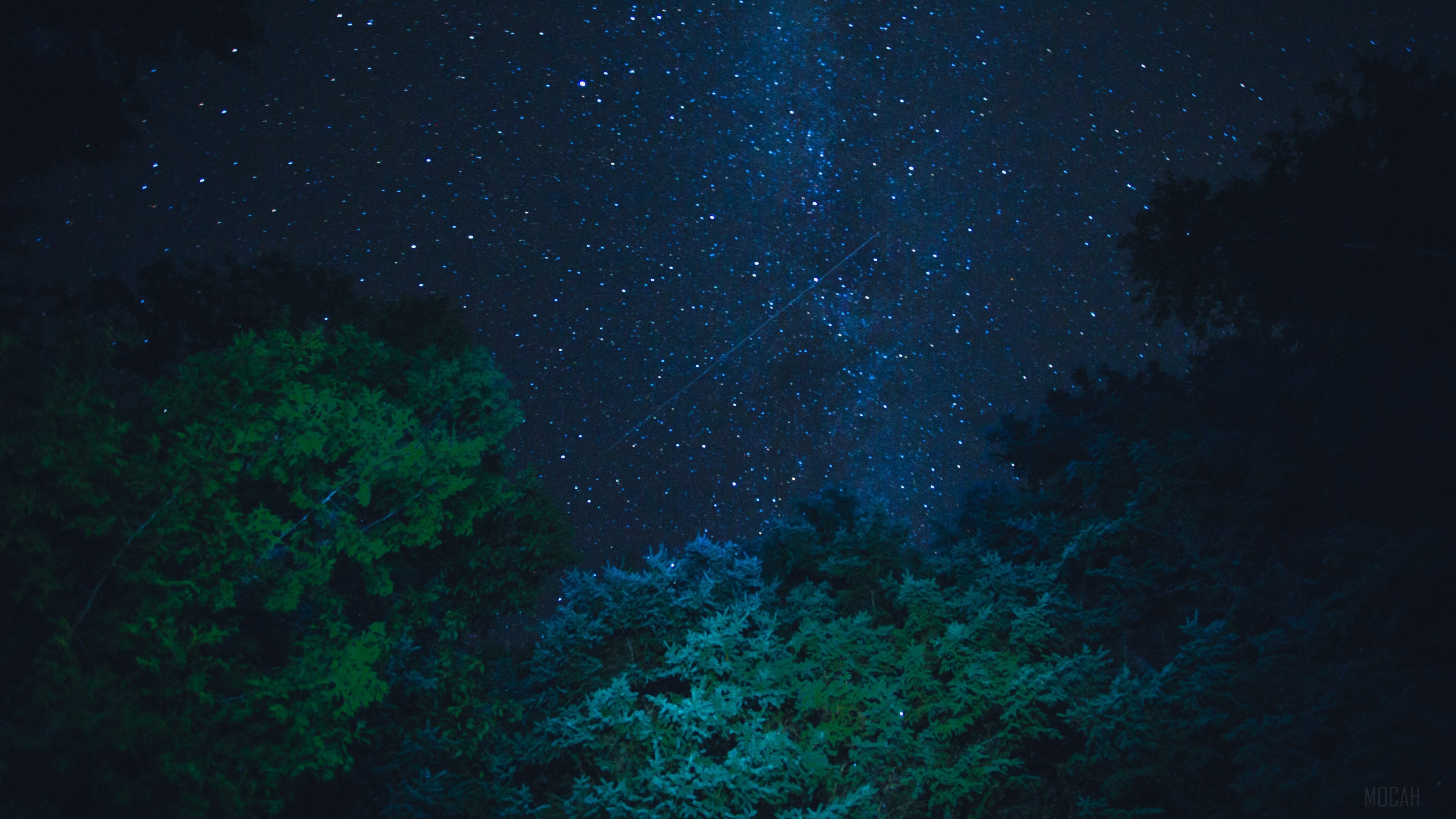 Starry night sky over trees 4K HD Wallpaper