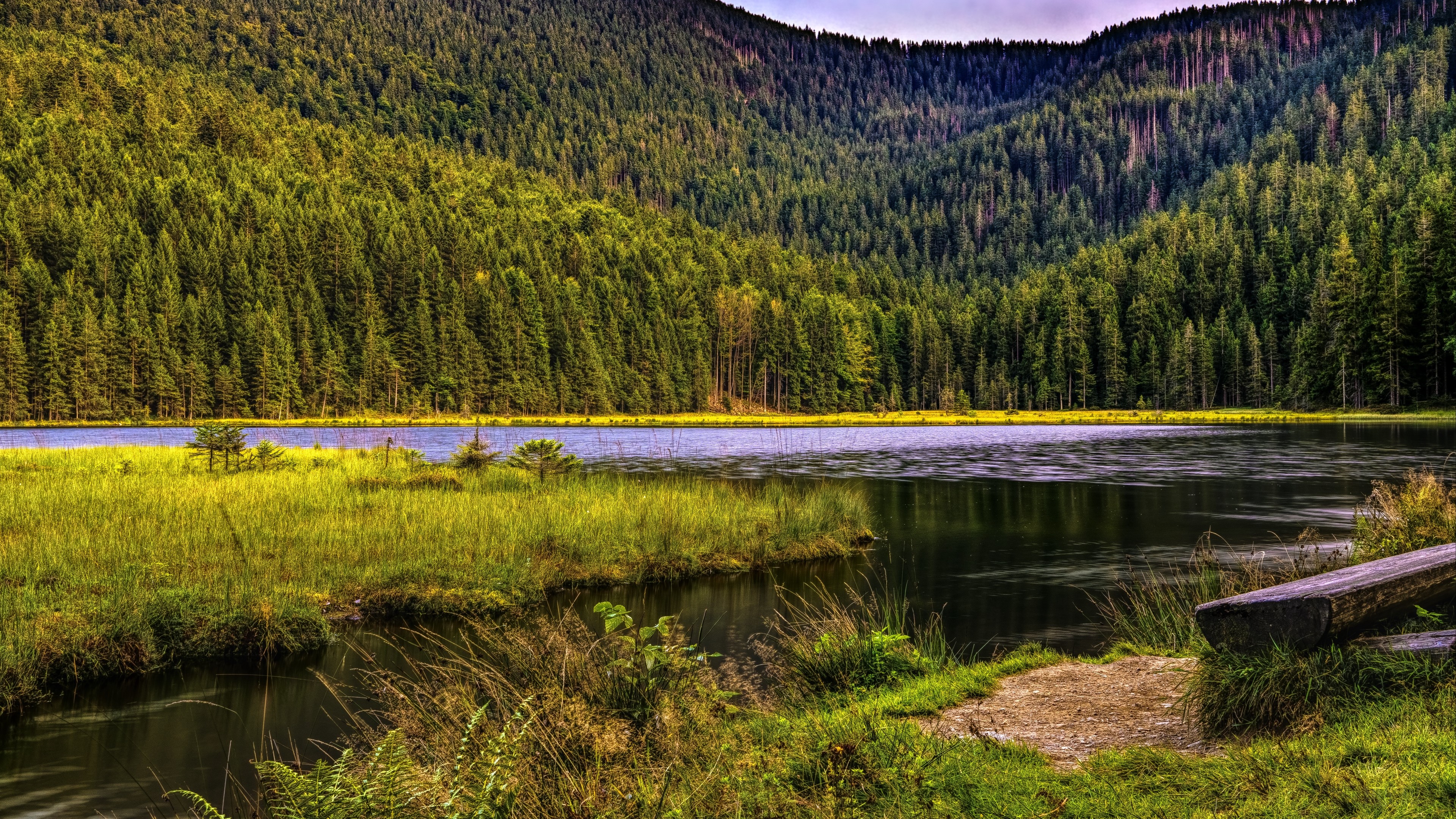 Forest lake with mountains and grass 4K HD Wallpaper
