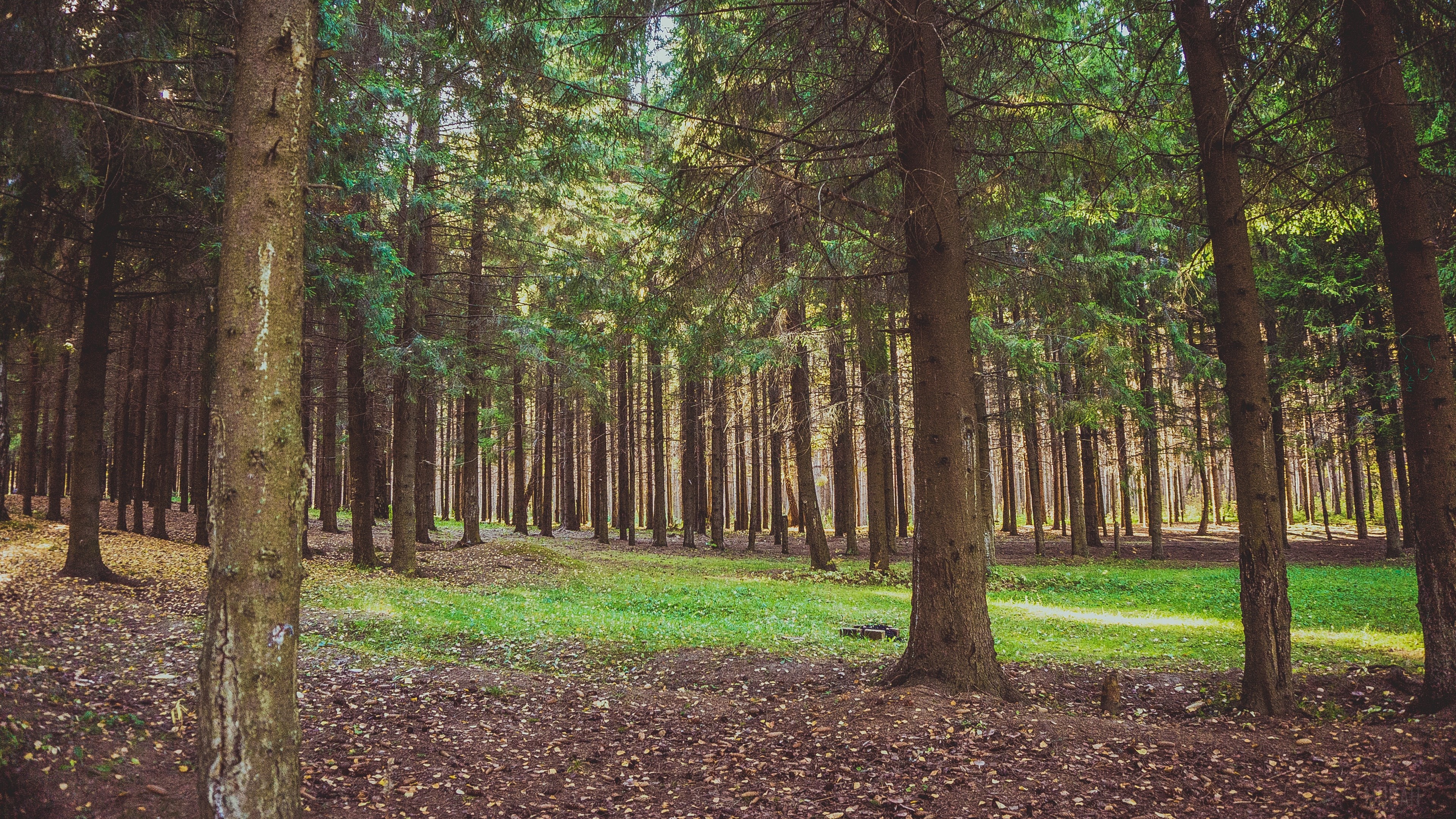 Forest with pine trees and green clearing 4K HD Wallpaper