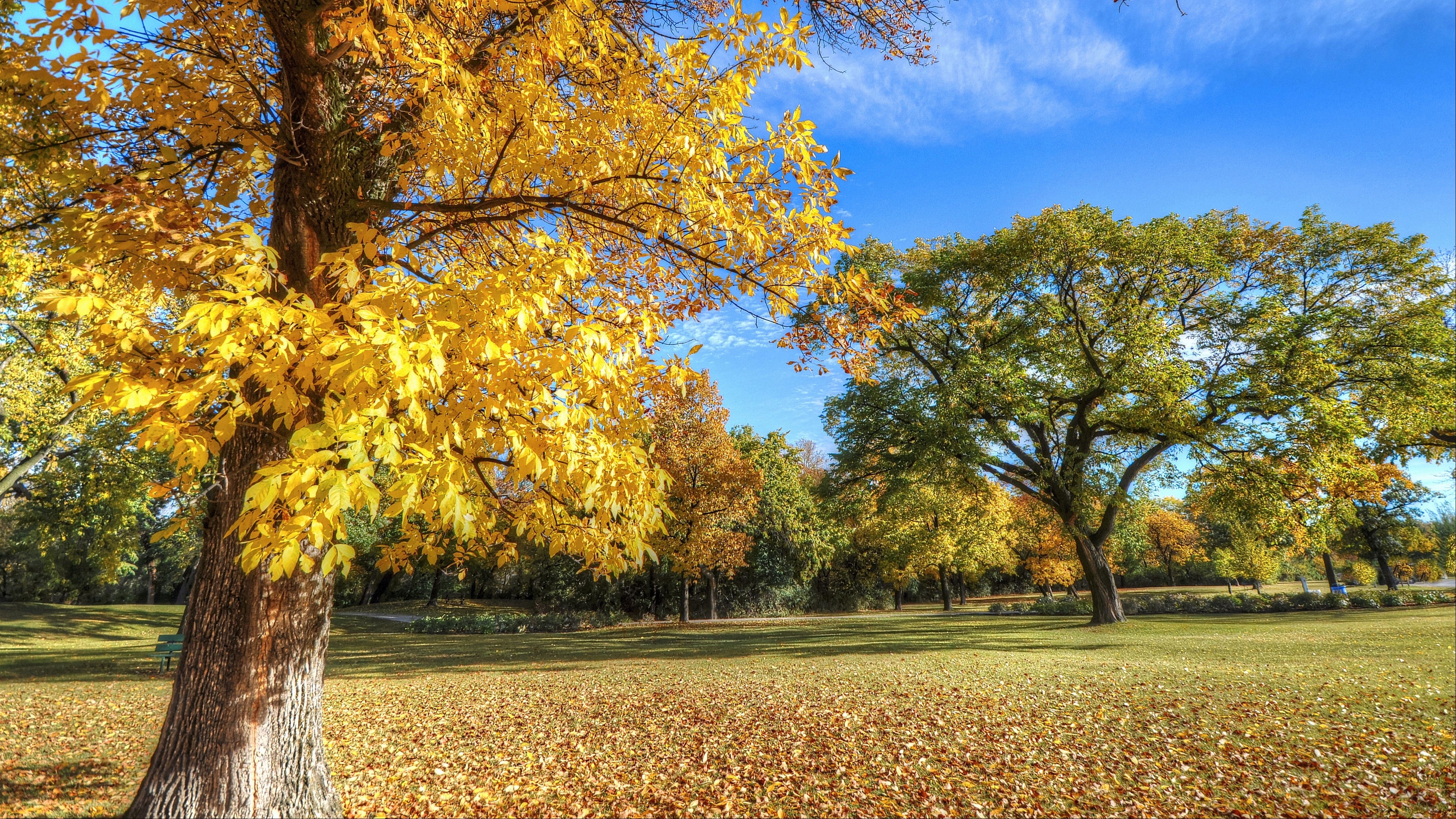 Park in Autumn with Yellow and Green Trees 4K HD Wallpaper