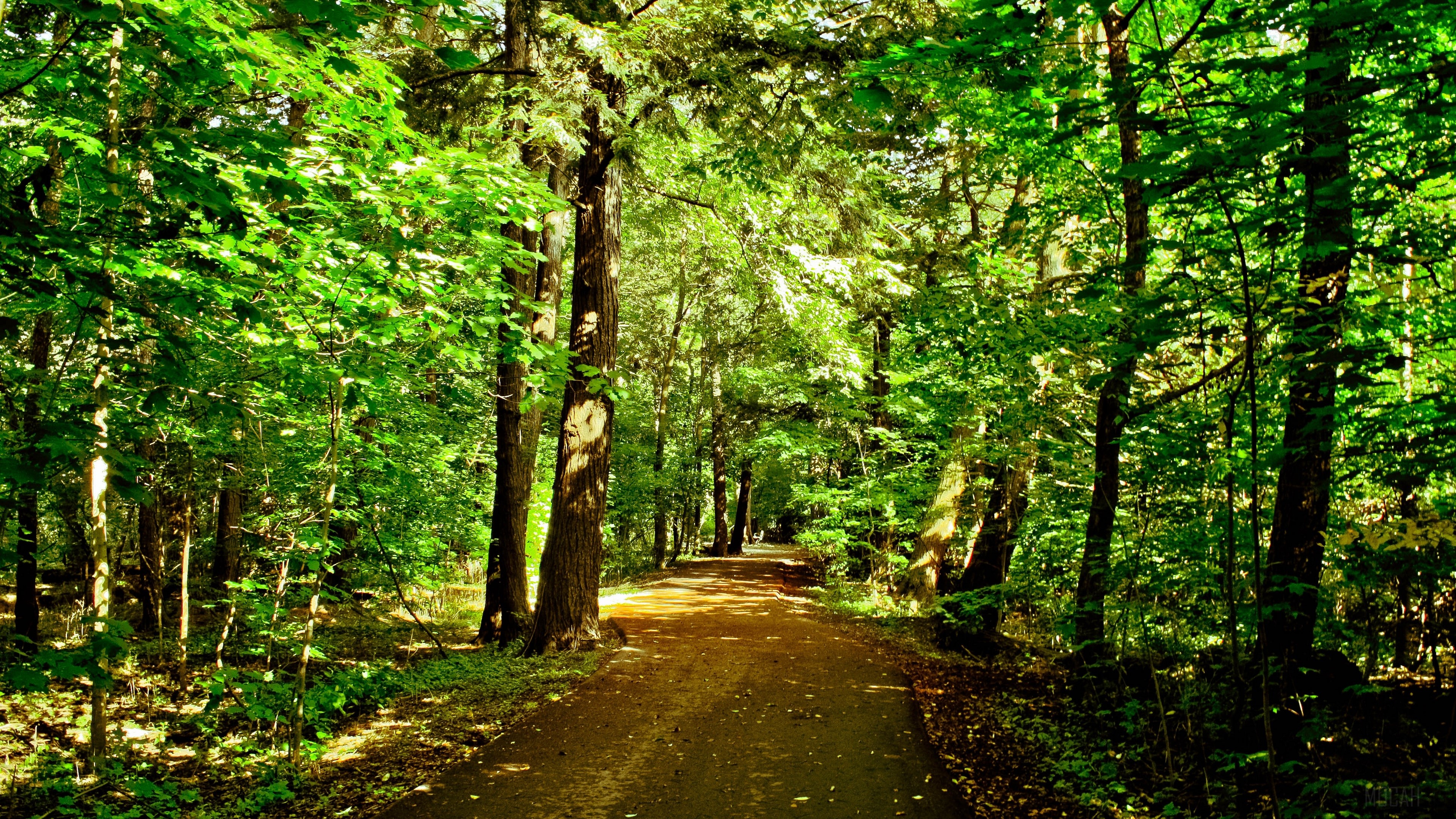Forest path with trees and sunlight HD Wallpaper