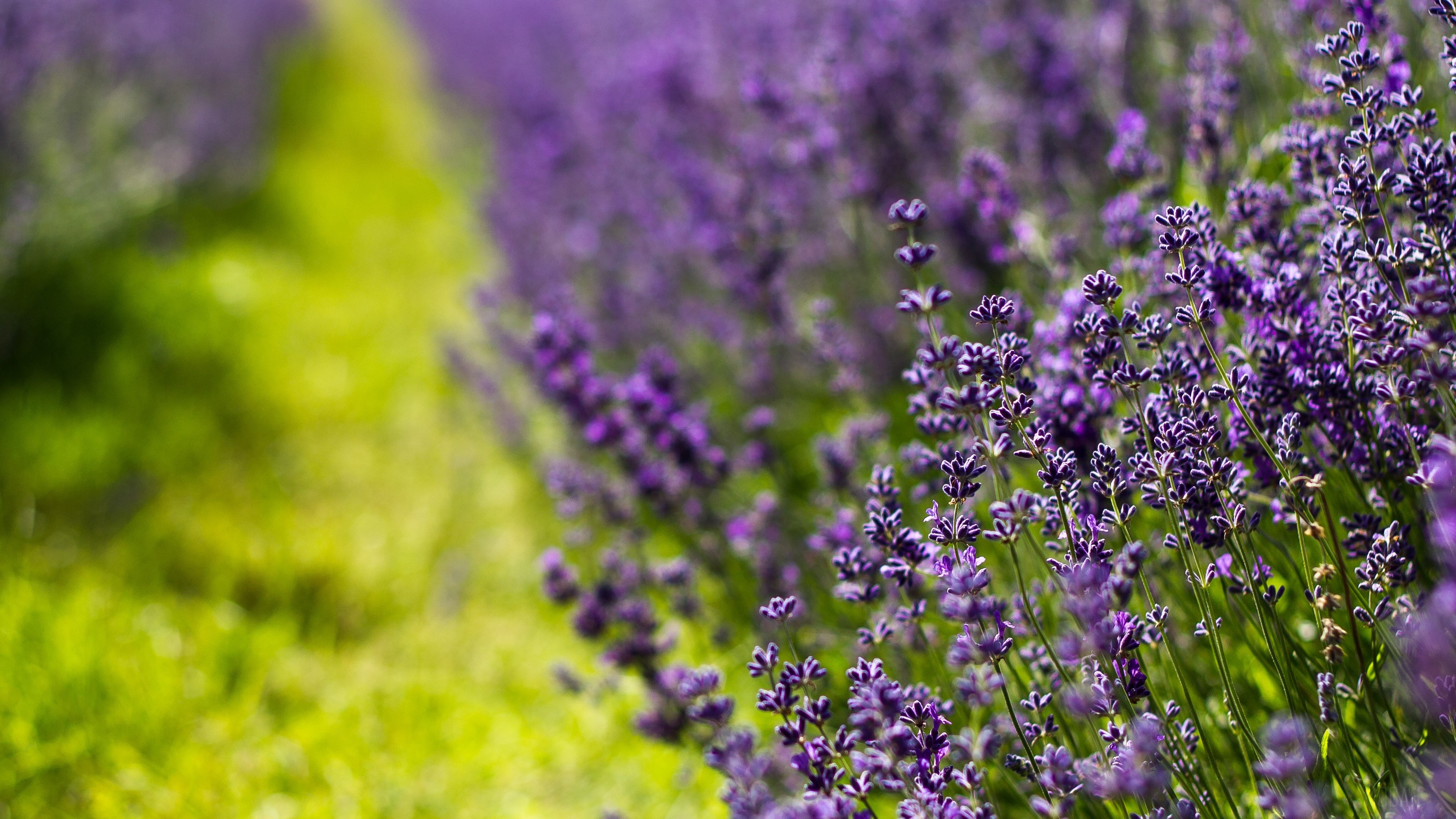 Lavender field in bloom, summer 4K HD Wallpaper