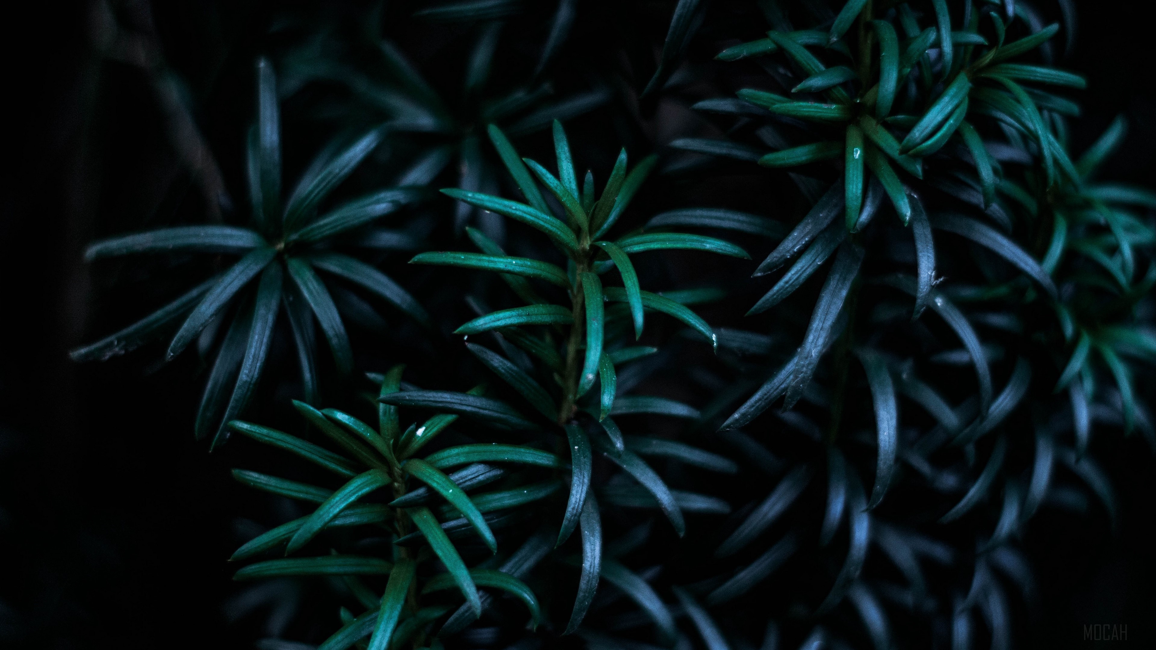 Dark Green Plant Branches 4K HD Wallpaper