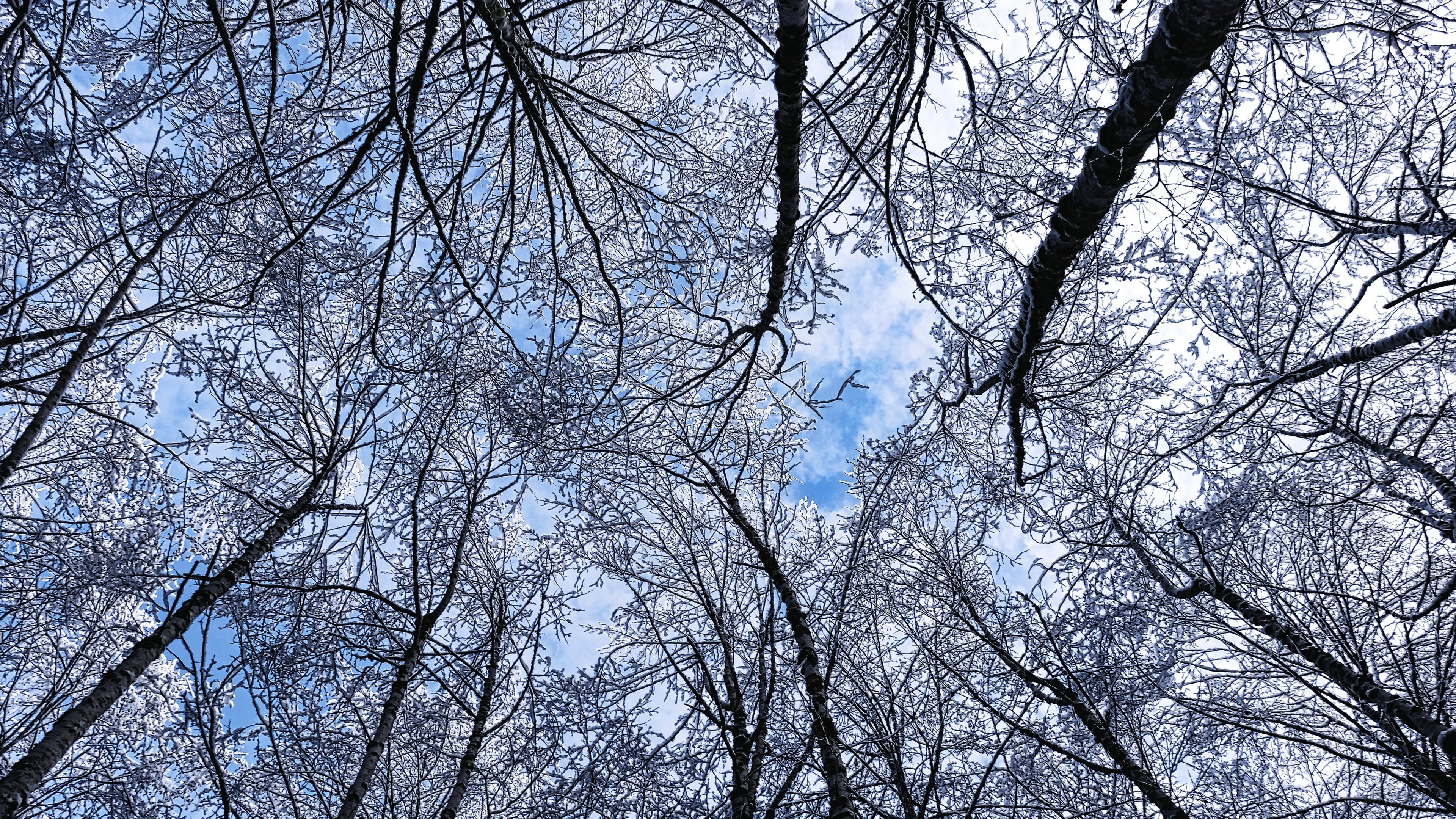 Trees covered in hoarfrost against a blue sky, bottom view 4K HD Wallpaper