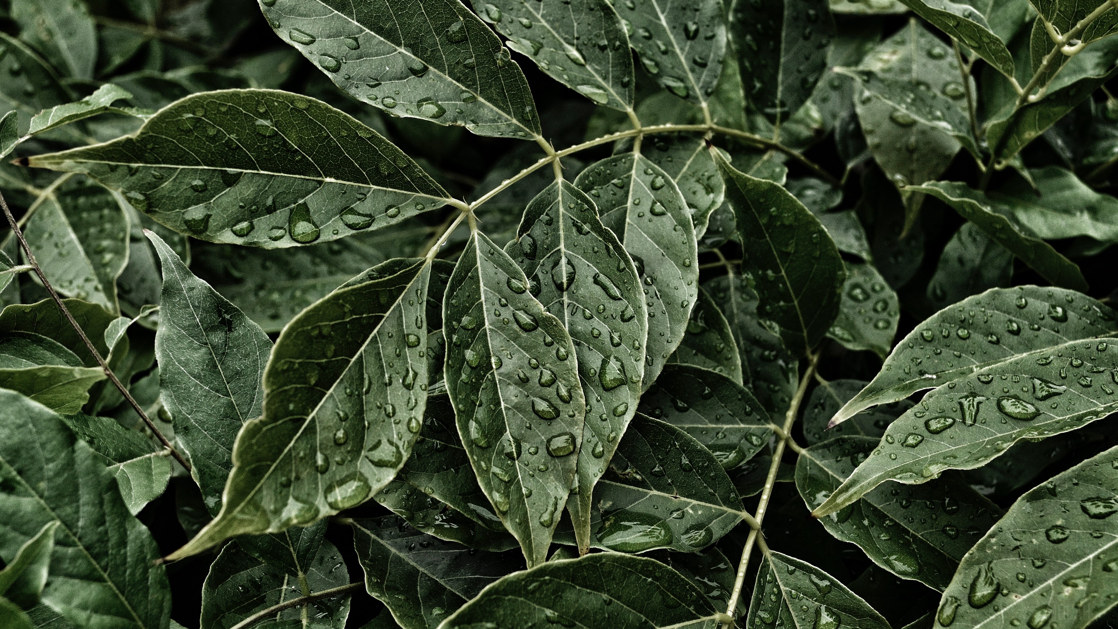 Close-up of wet green leaves with water drops HD Wallpaper