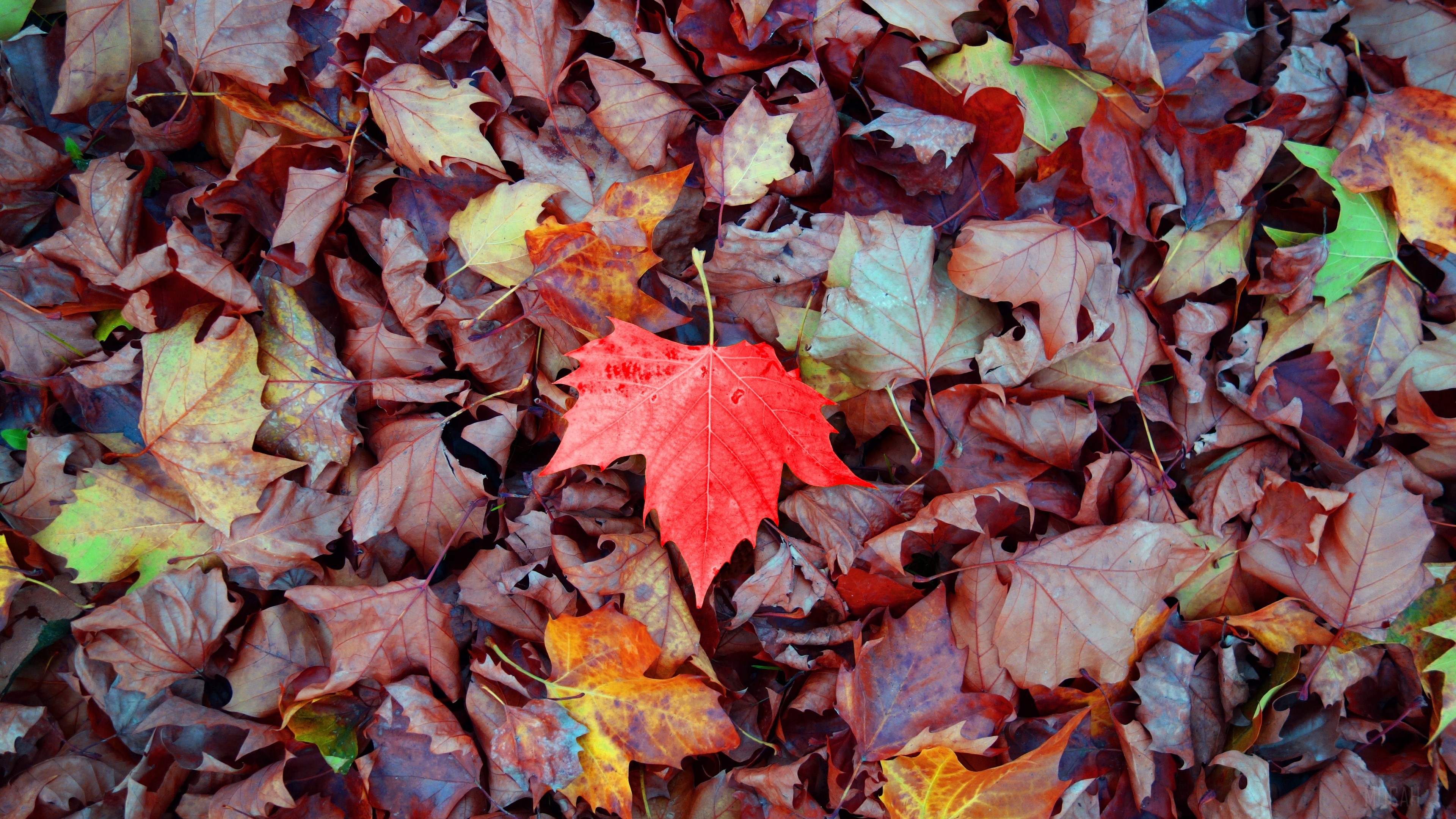 Red Maple Leaf Among Fallen Autumn Leaves 4K HD Wallpaper
