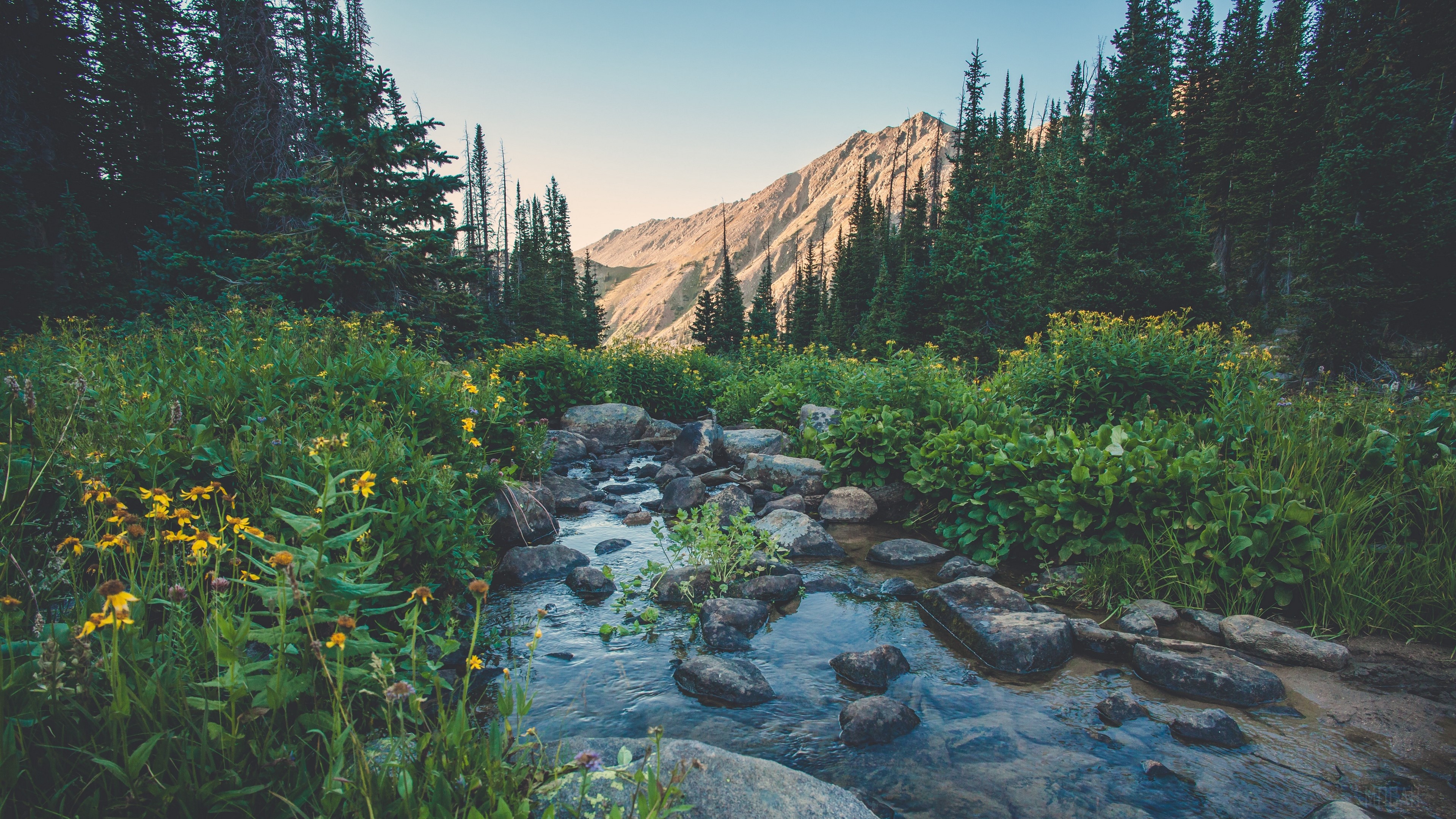 Creek flowing through a mountain meadow with wildflowers HD Wallpaper