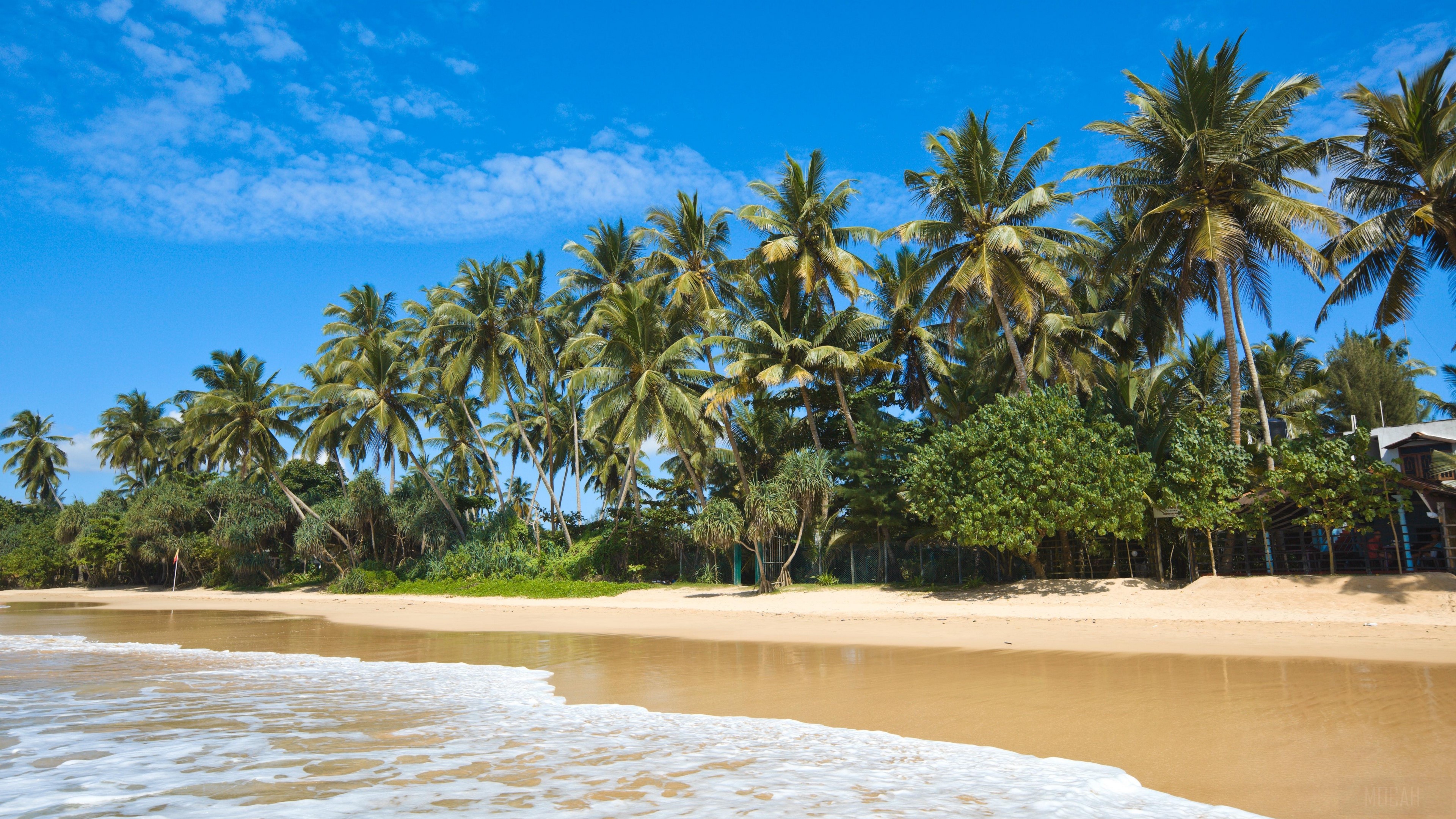 Tropical Beach with Palm Trees and Ocean Waves 4K HD Wallpaper
