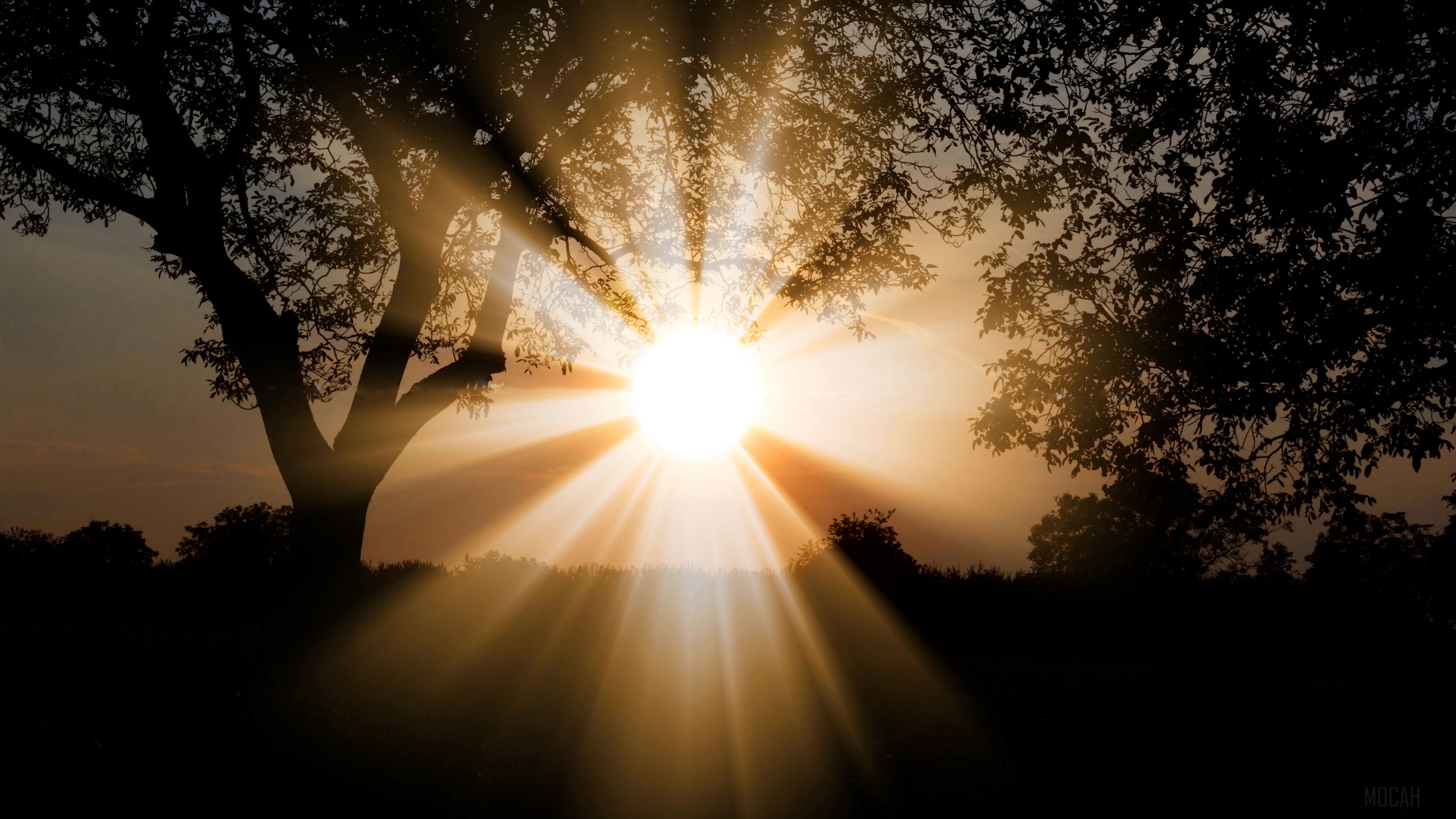 Sunlight beams through trees at dawn 4K HD Wallpaper