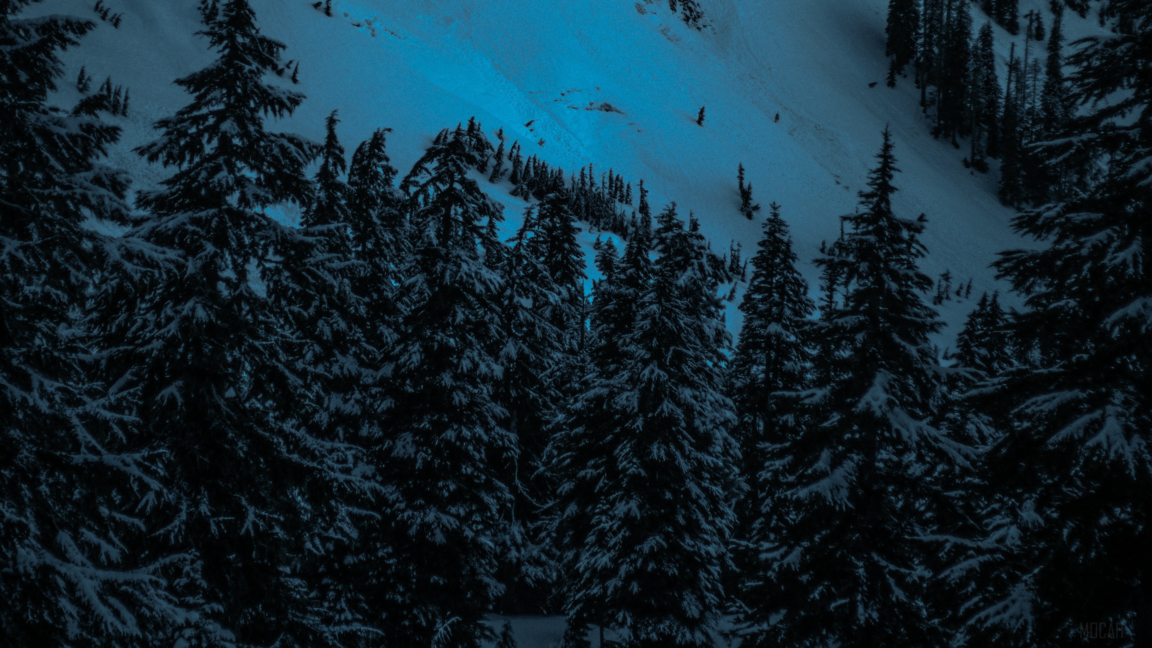 Snowy fir trees on a mountain slope at dusk HD Wallpaper