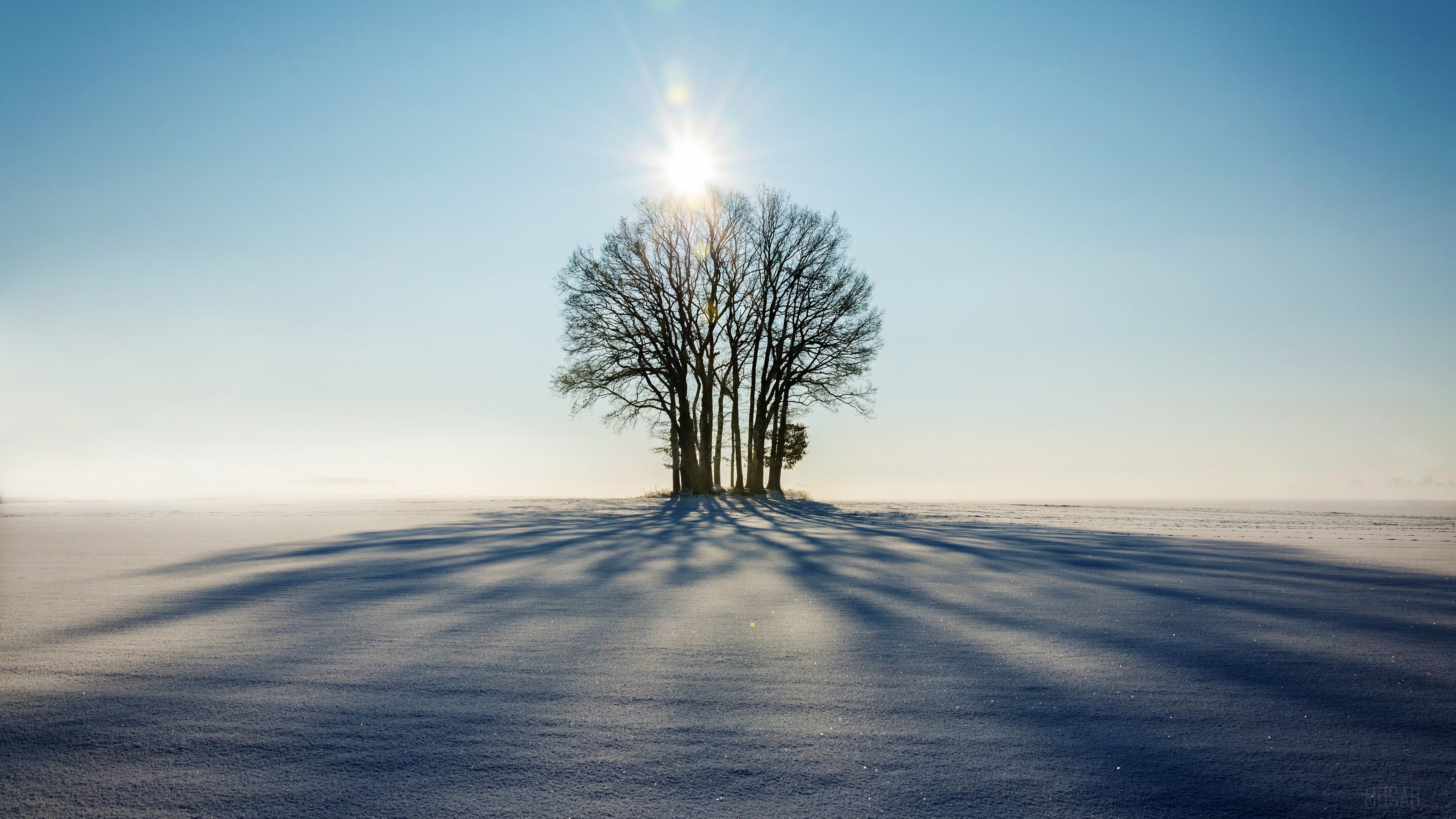 Bare trees in a snowy field with sun and shadows HD Wallpaper