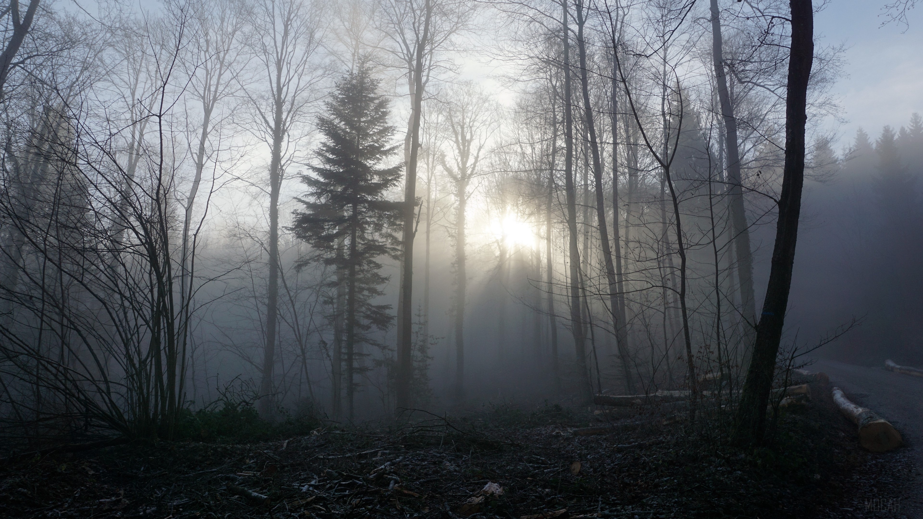 Misty forest with sunbeams filtering through trees 4K HD Wallpaper