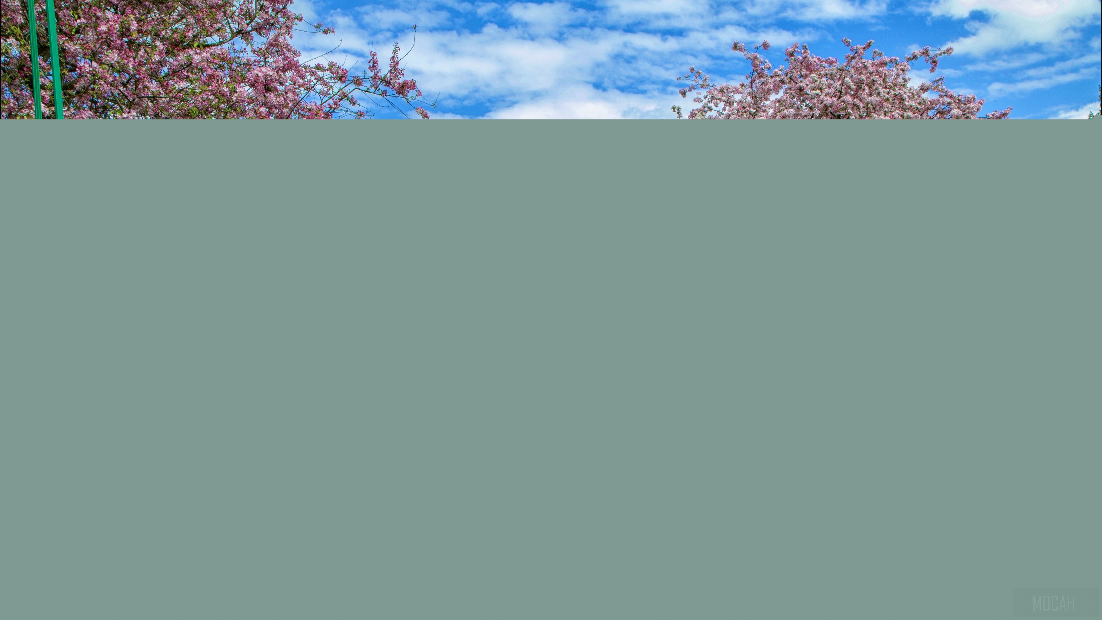 Pink cherry blossoms against a blue sky with clouds HD Wallpaper