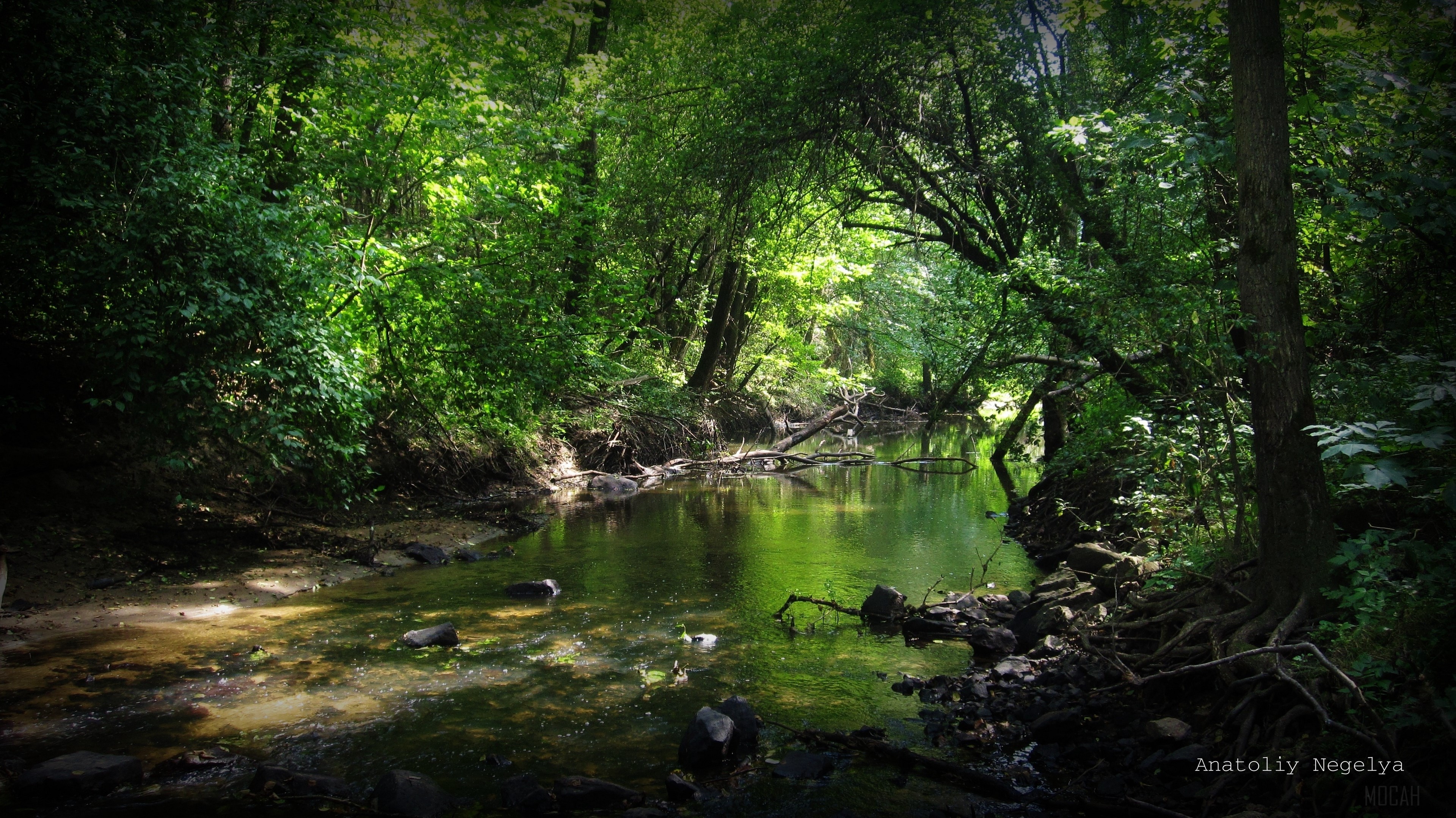Forest river with stones and trees 4K HD Wallpaper