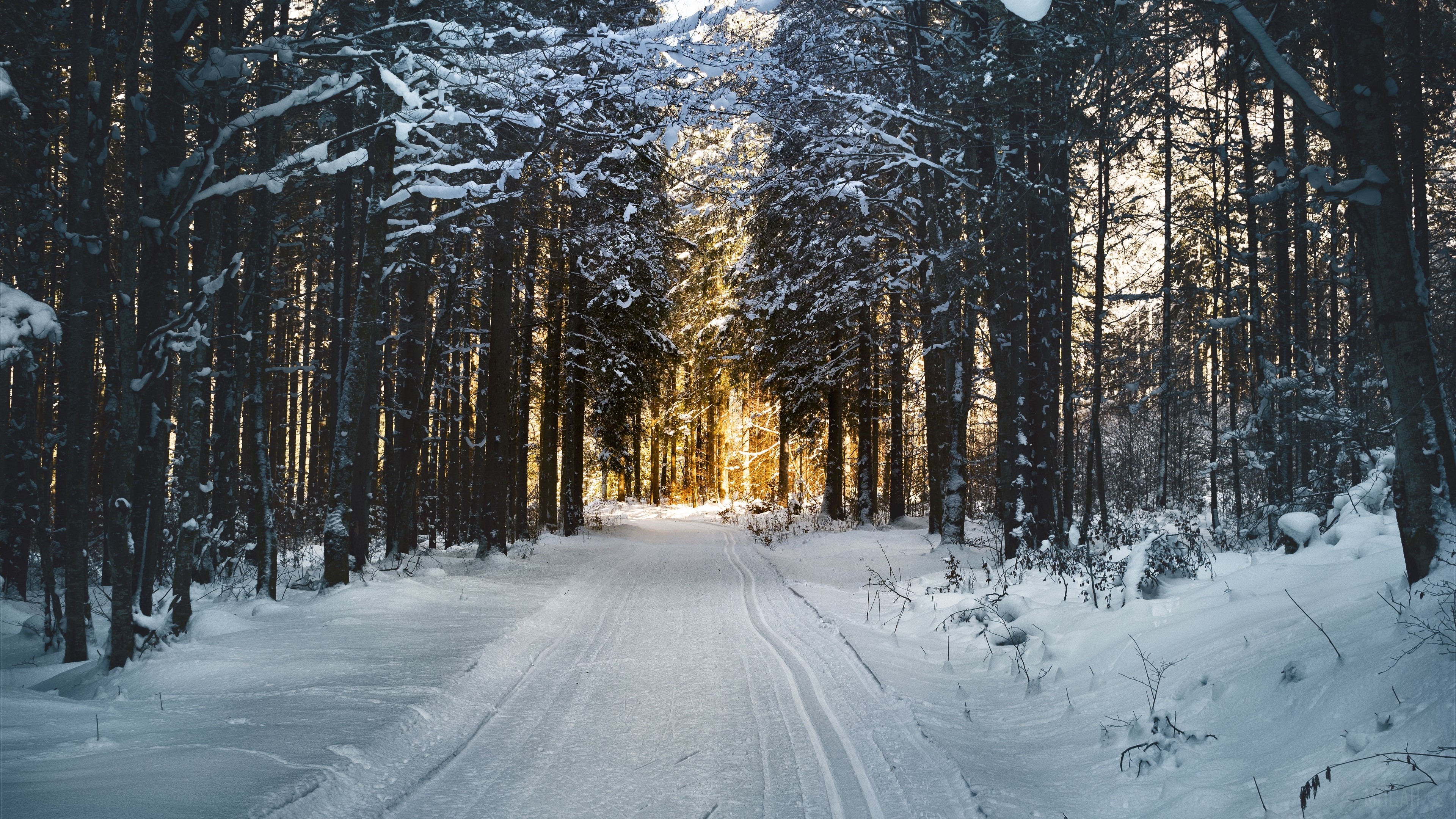 Winter forest road with sunlight HD Wallpaper
