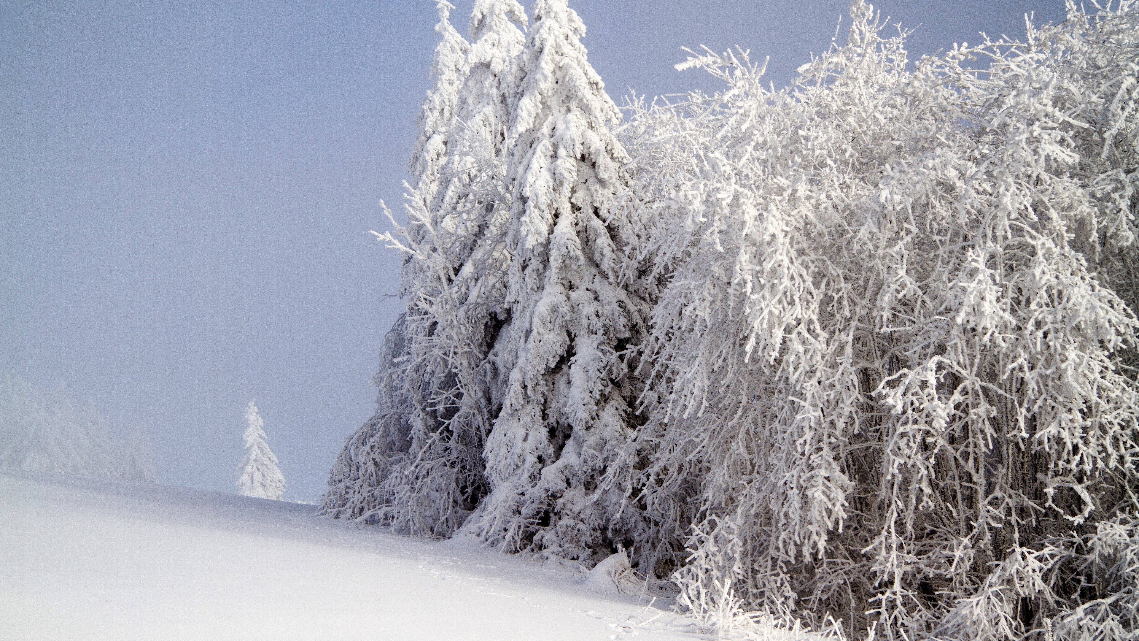Snow covered forest in winter 4K HD Wallpaper