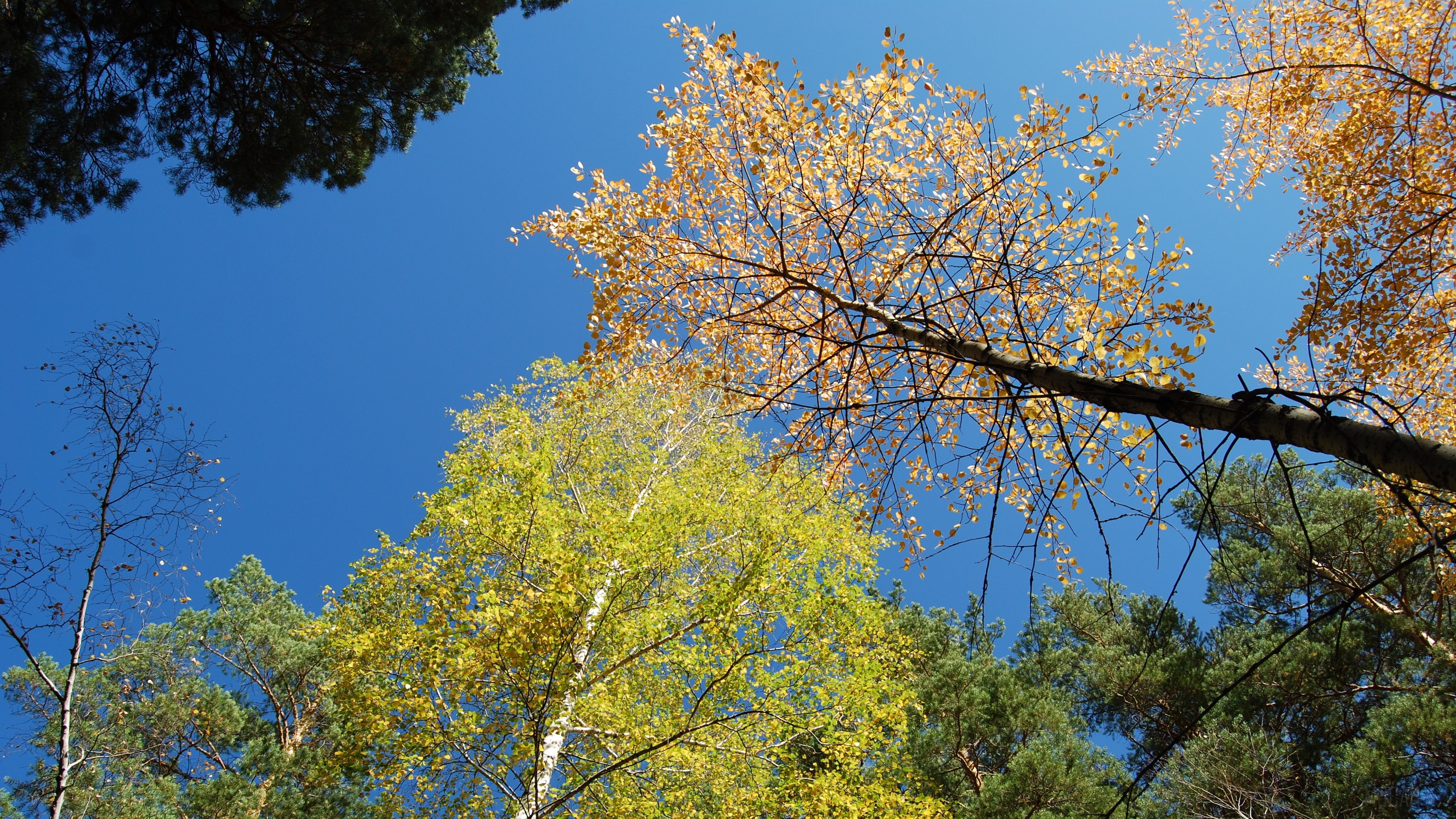 Autumn forest canopy against a clear blue sky HD Wallpaper