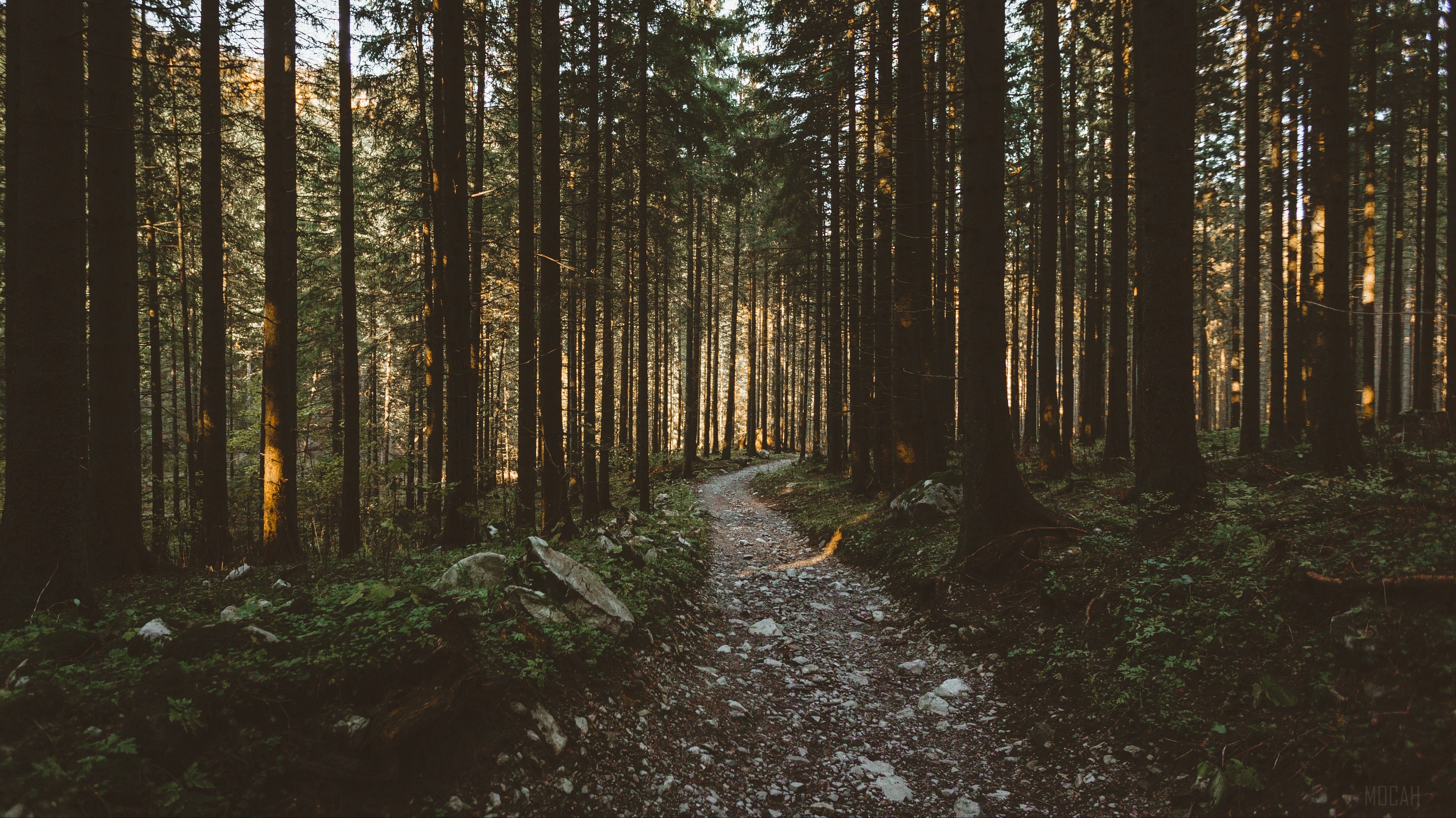 Forest pathway with sunlight filtering through trees 4K HD Wallpaper
