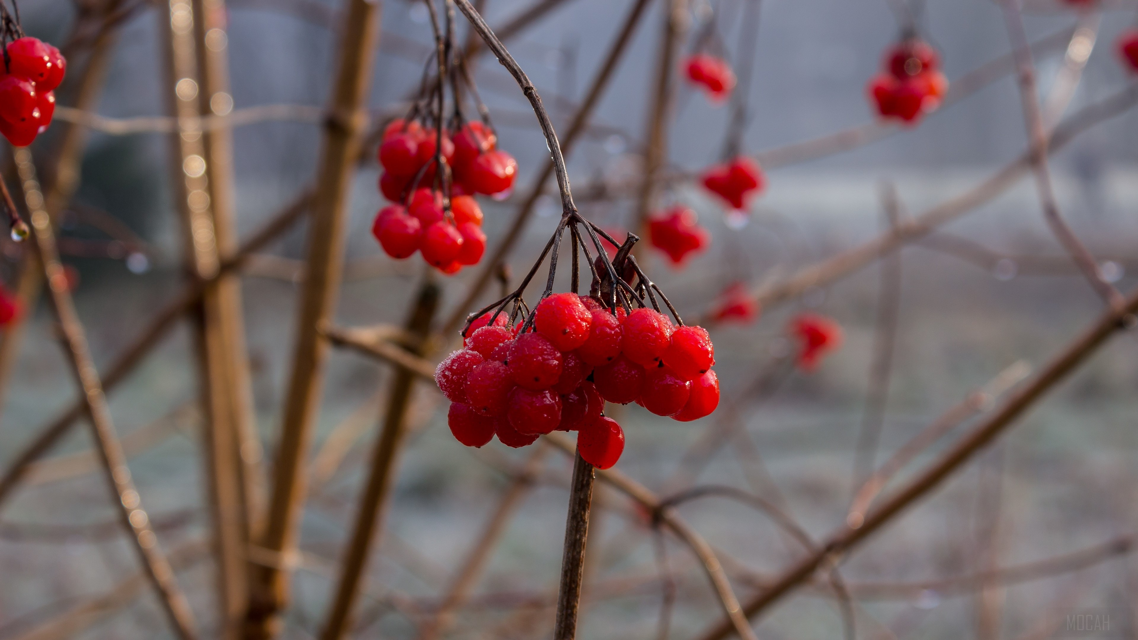Red berries on branches 4K HD Wallpaper