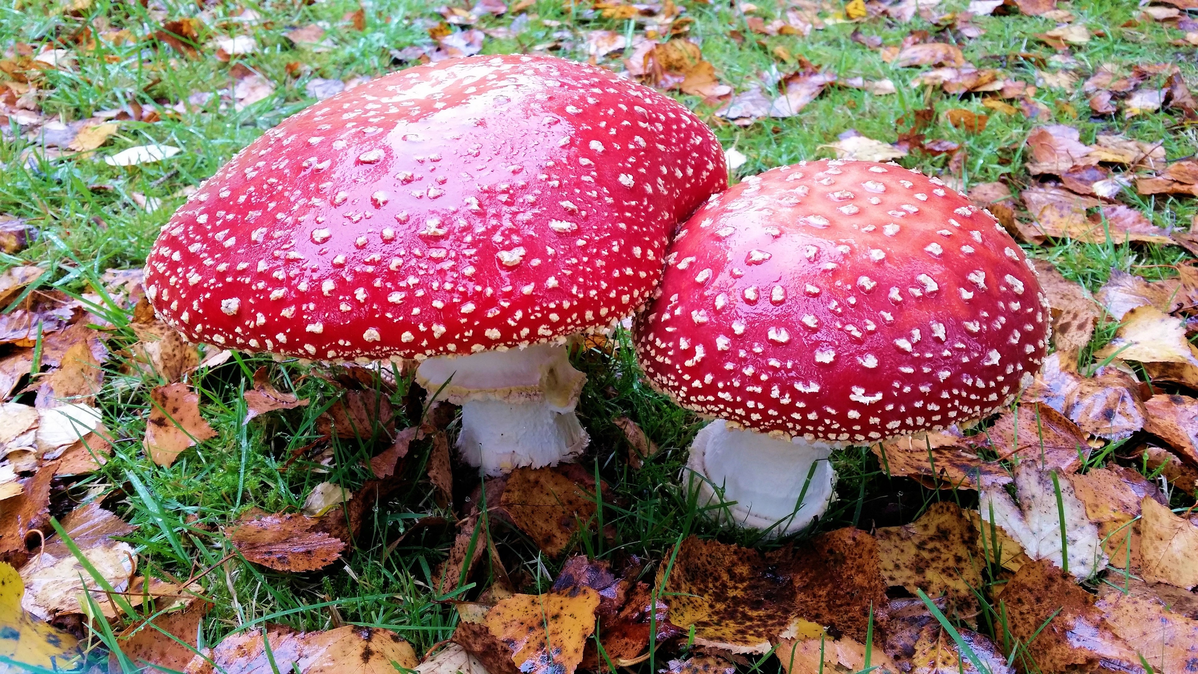 Two red and white spotted mushrooms in grass with fallen leaves HD Wallpaper