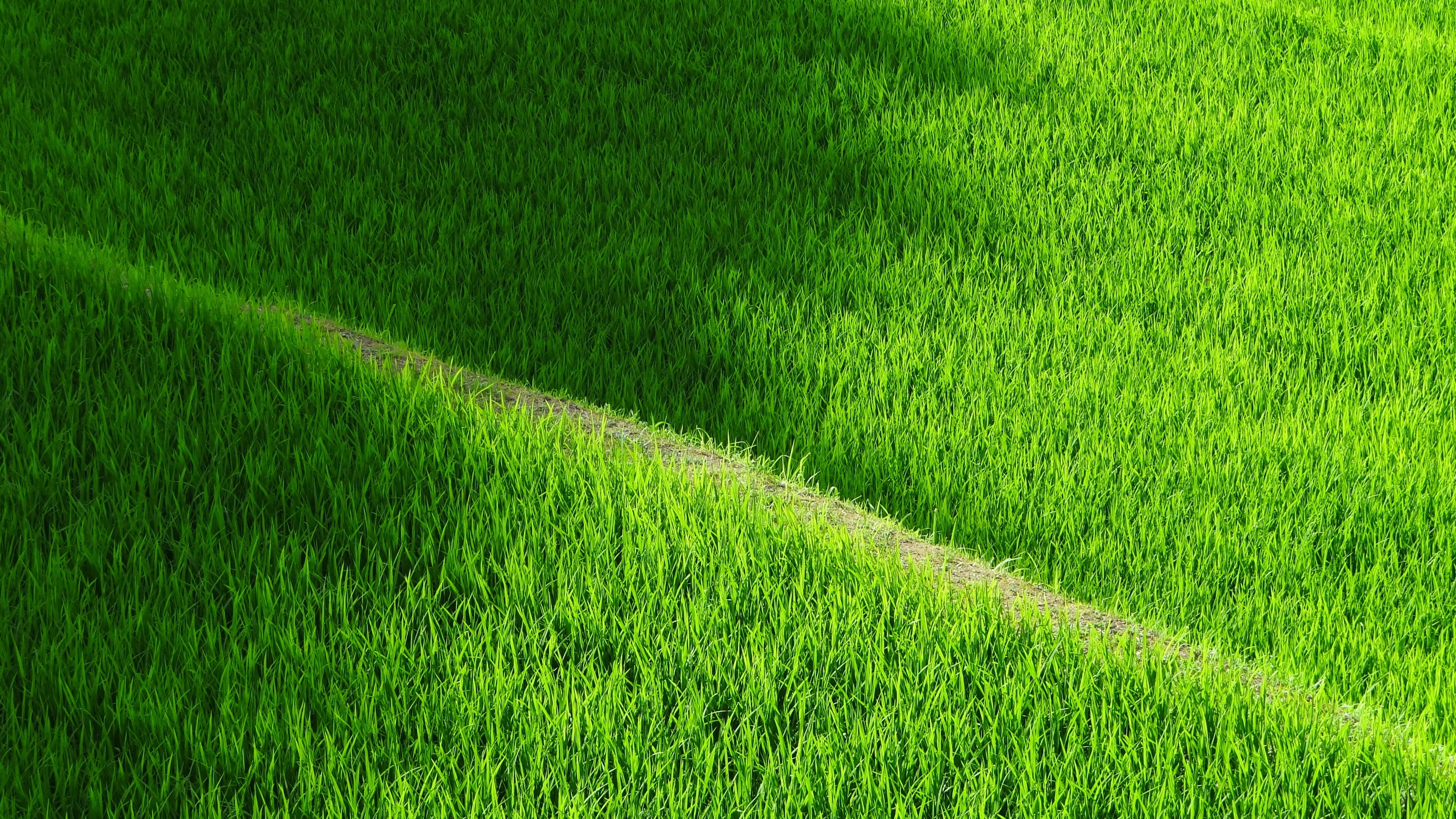 Rice field pathway 4K HD Wallpaper