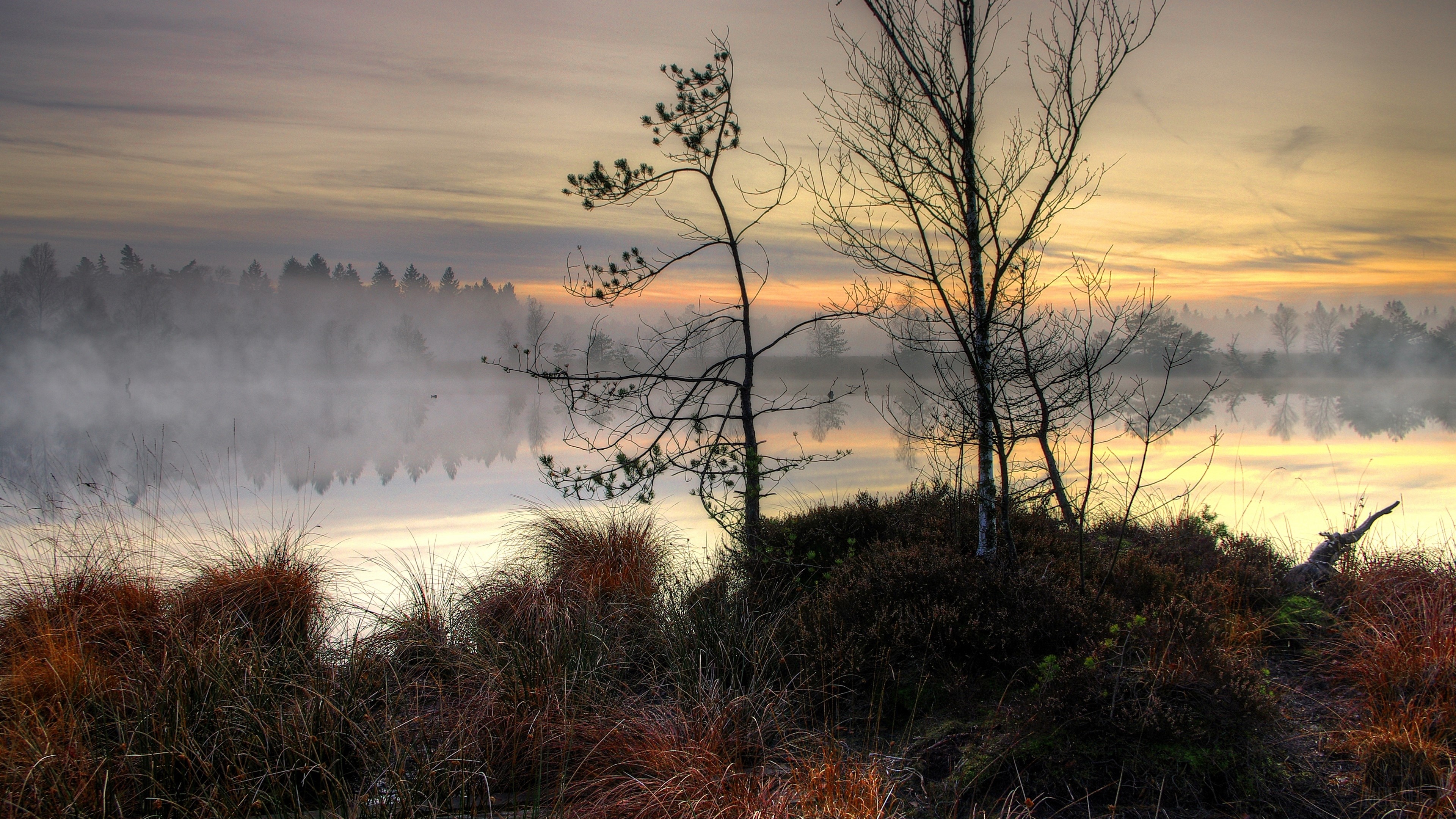 Misty lake at sunset with trees and reeds HD Wallpaper
