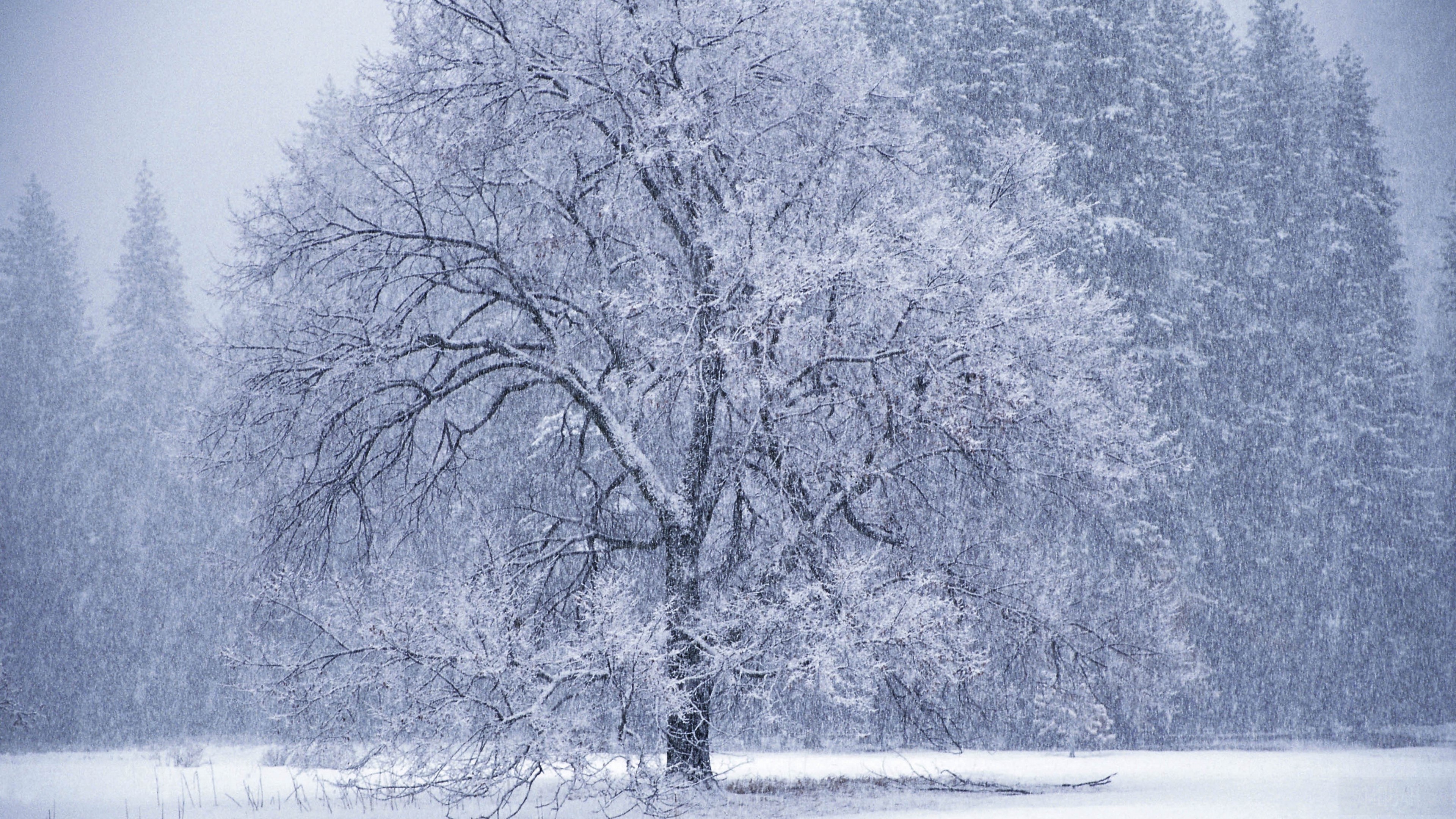 Snowfall on a large tree in a forest HD Wallpaper