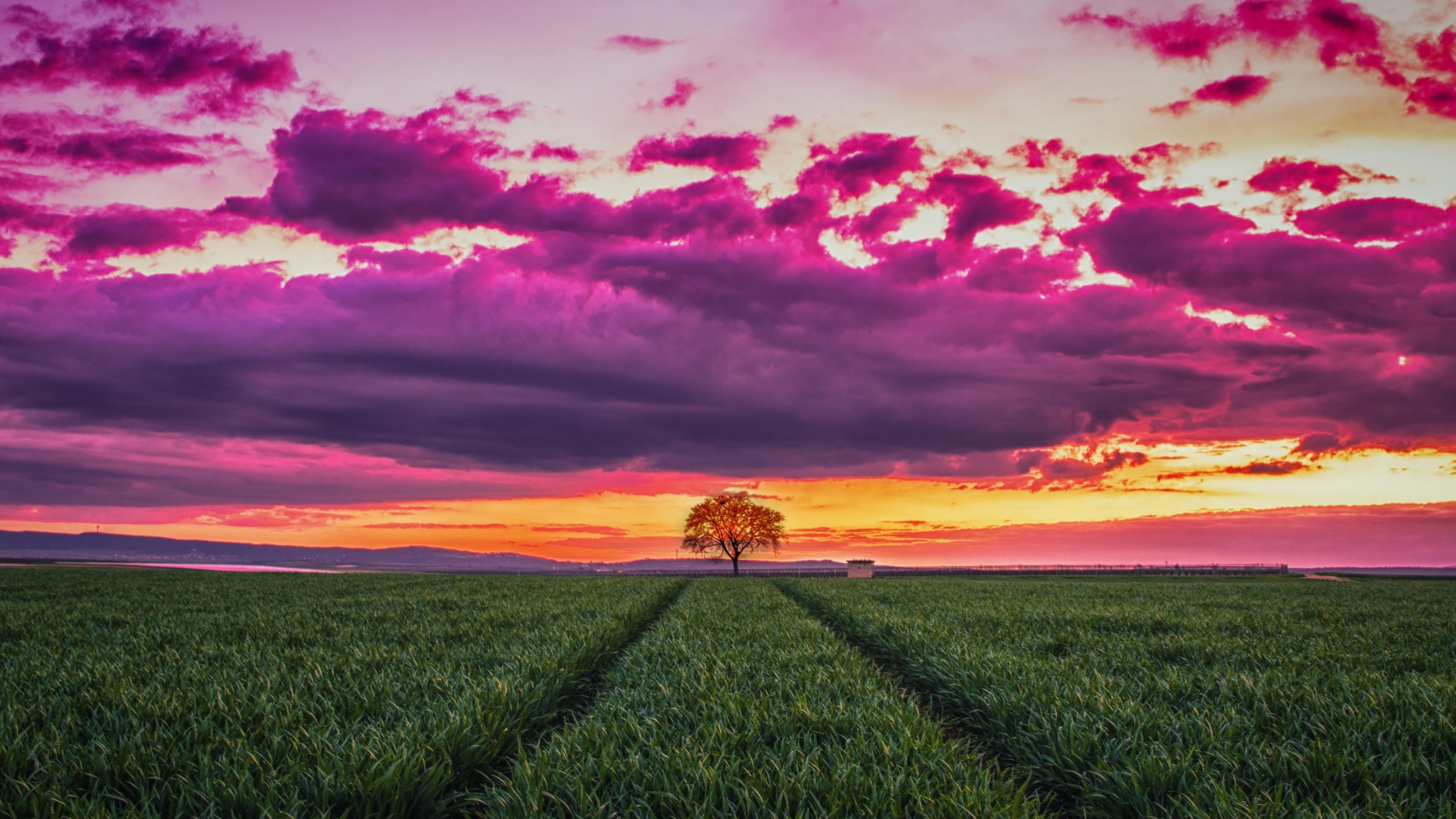 Sunset over a field with a lone tree HD Wallpaper