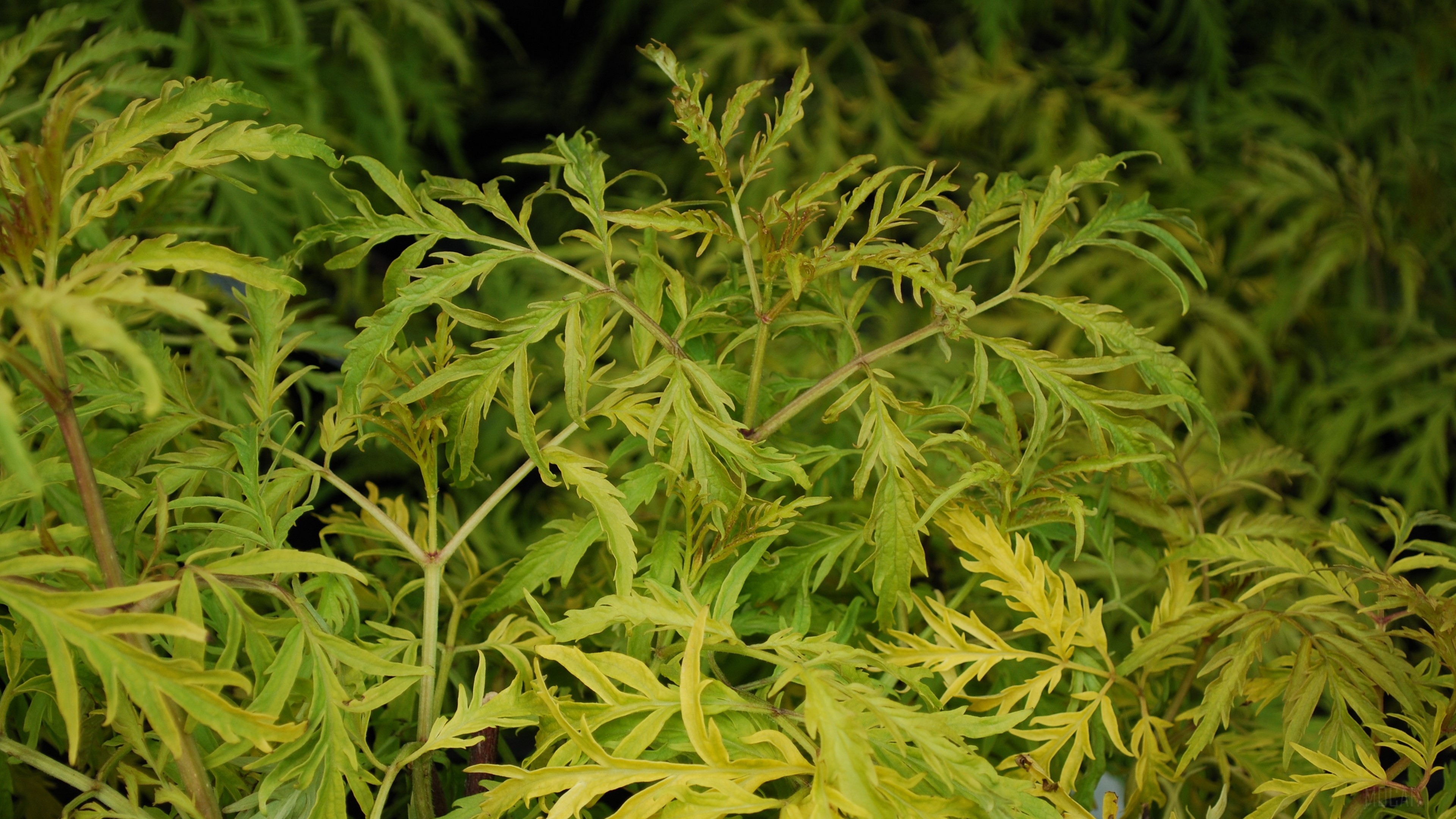 Green and yellow fern-like leaves HD Wallpaper