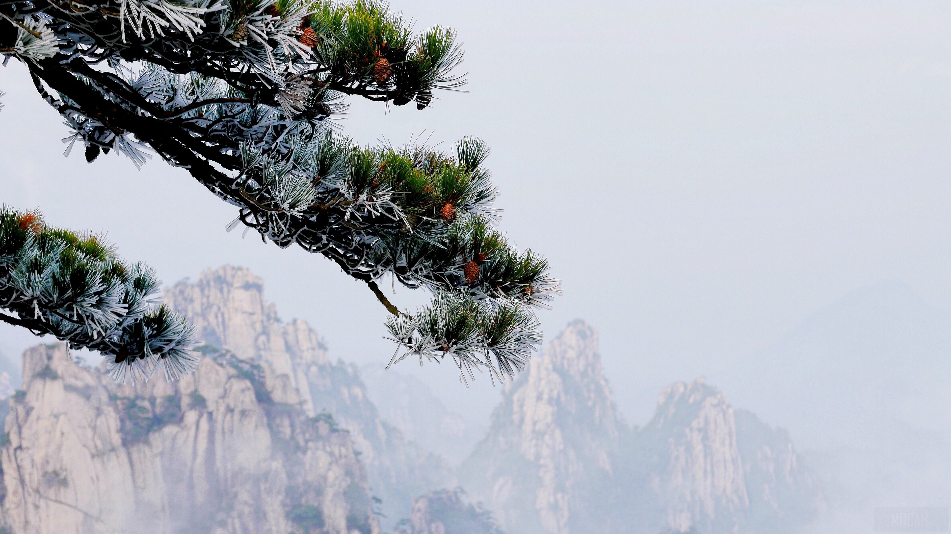 Pine tree branch with frost and mountains in mist 4K HD Wallpaper